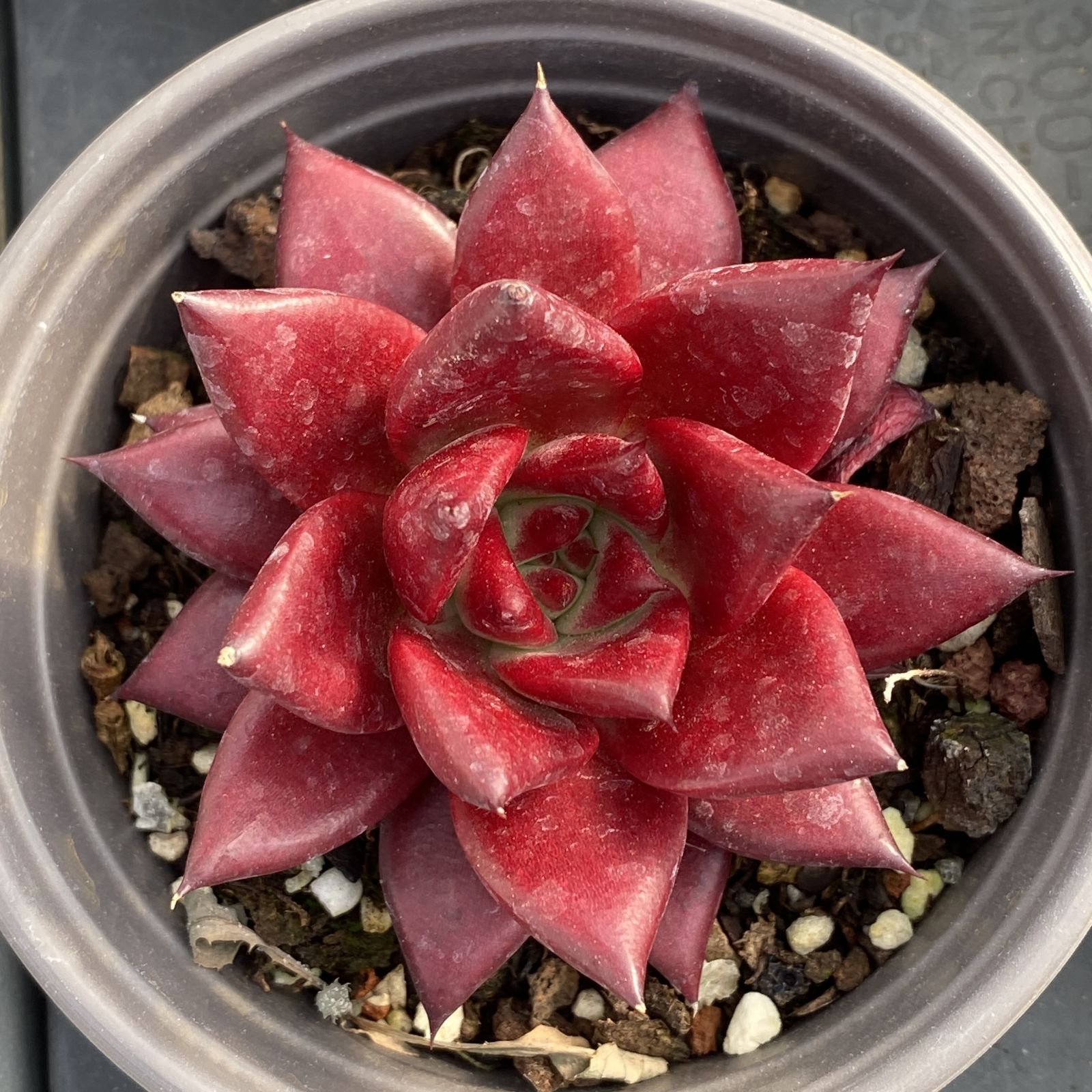 XY168 ロビン 10株 佐川にて発送 韓国苗 多肉植物 抜き苗 エケベリア