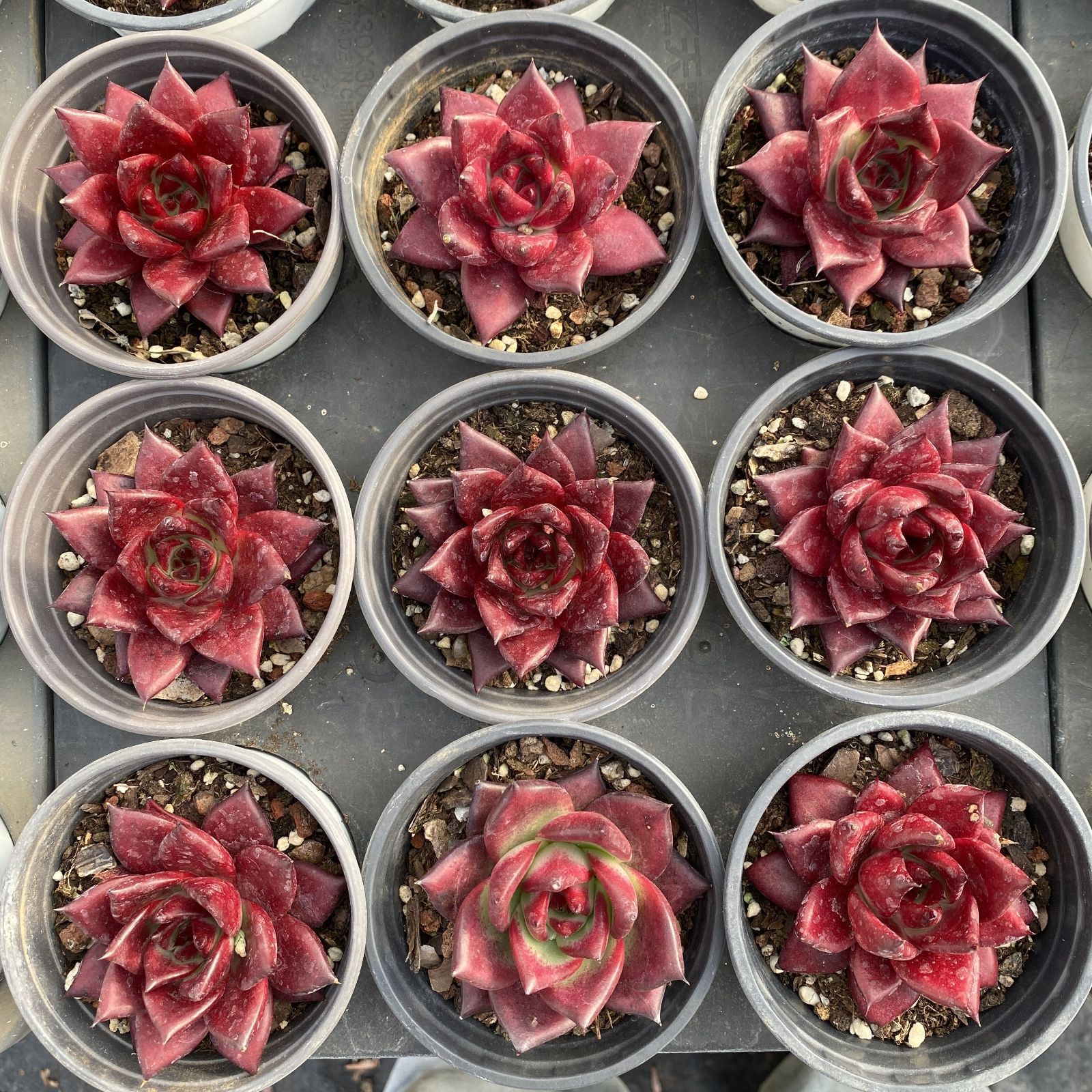 XY168 ロビン 10株 佐川にて発送 韓国苗 多肉植物 抜き苗 エケベリア