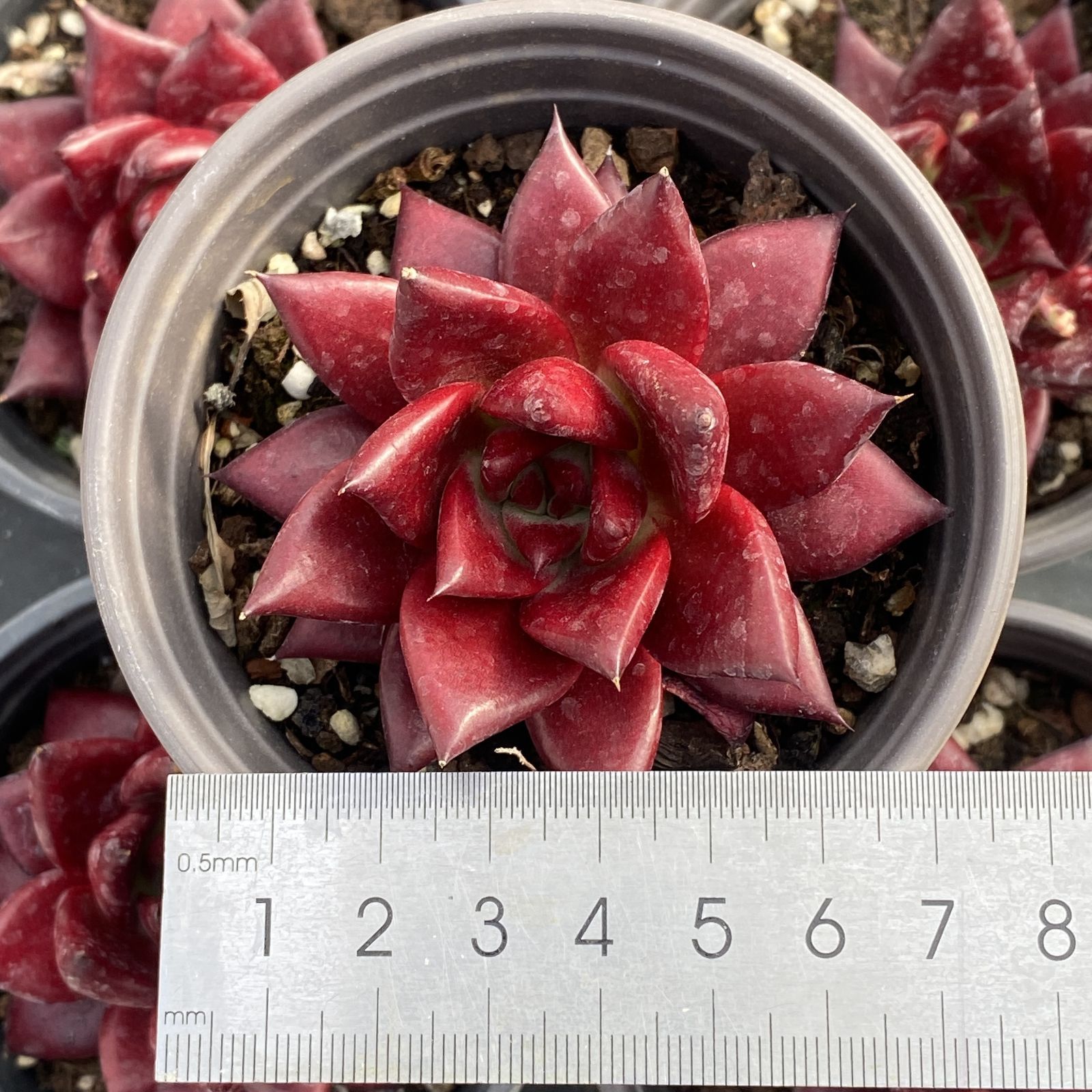 XY168 ロビン 10株 佐川にて発送 韓国苗 多肉植物 抜き苗 エケベリア