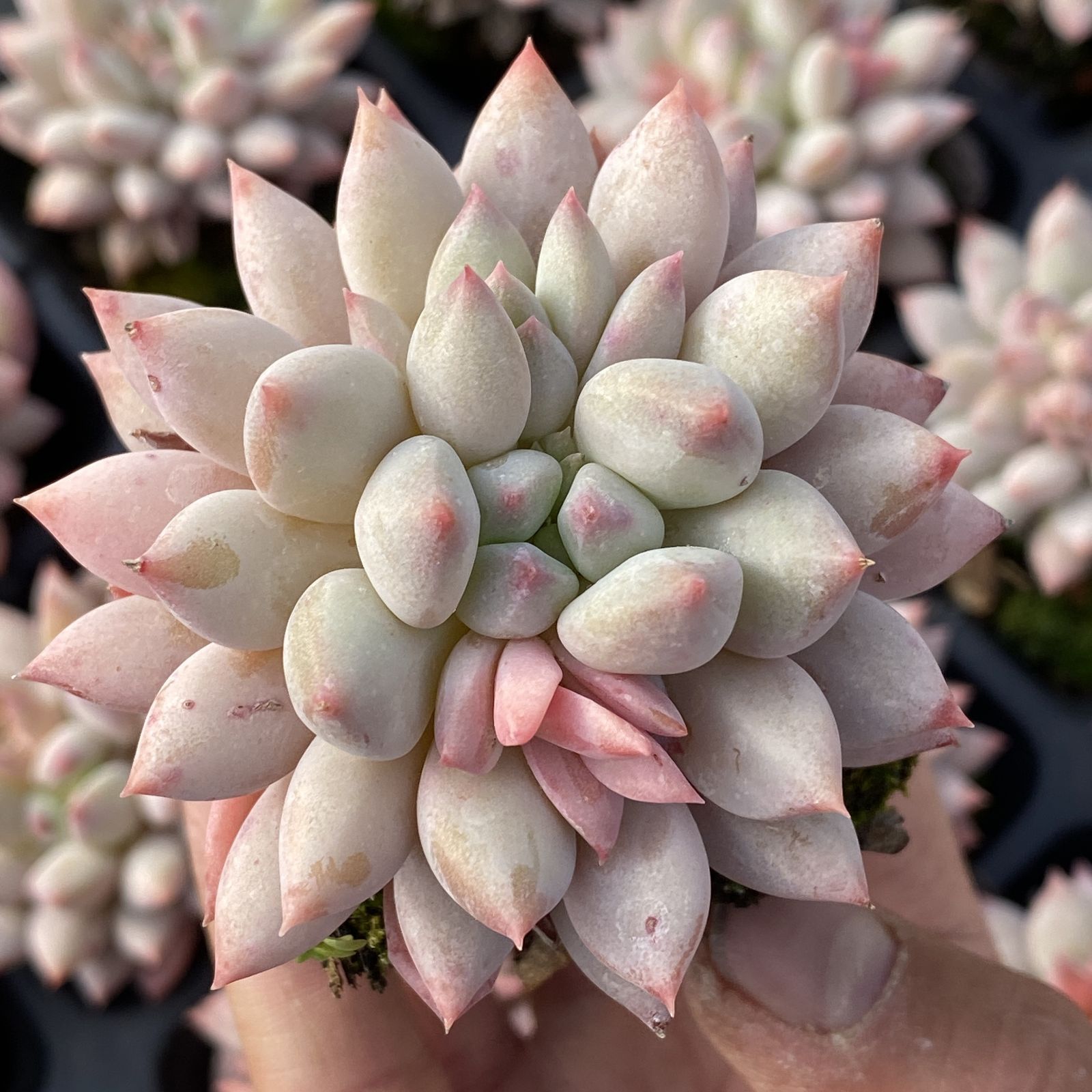 XY169 ソロモン 10株 佐川にて発送 韓国苗 多肉植物 抜き苗 エケベリア