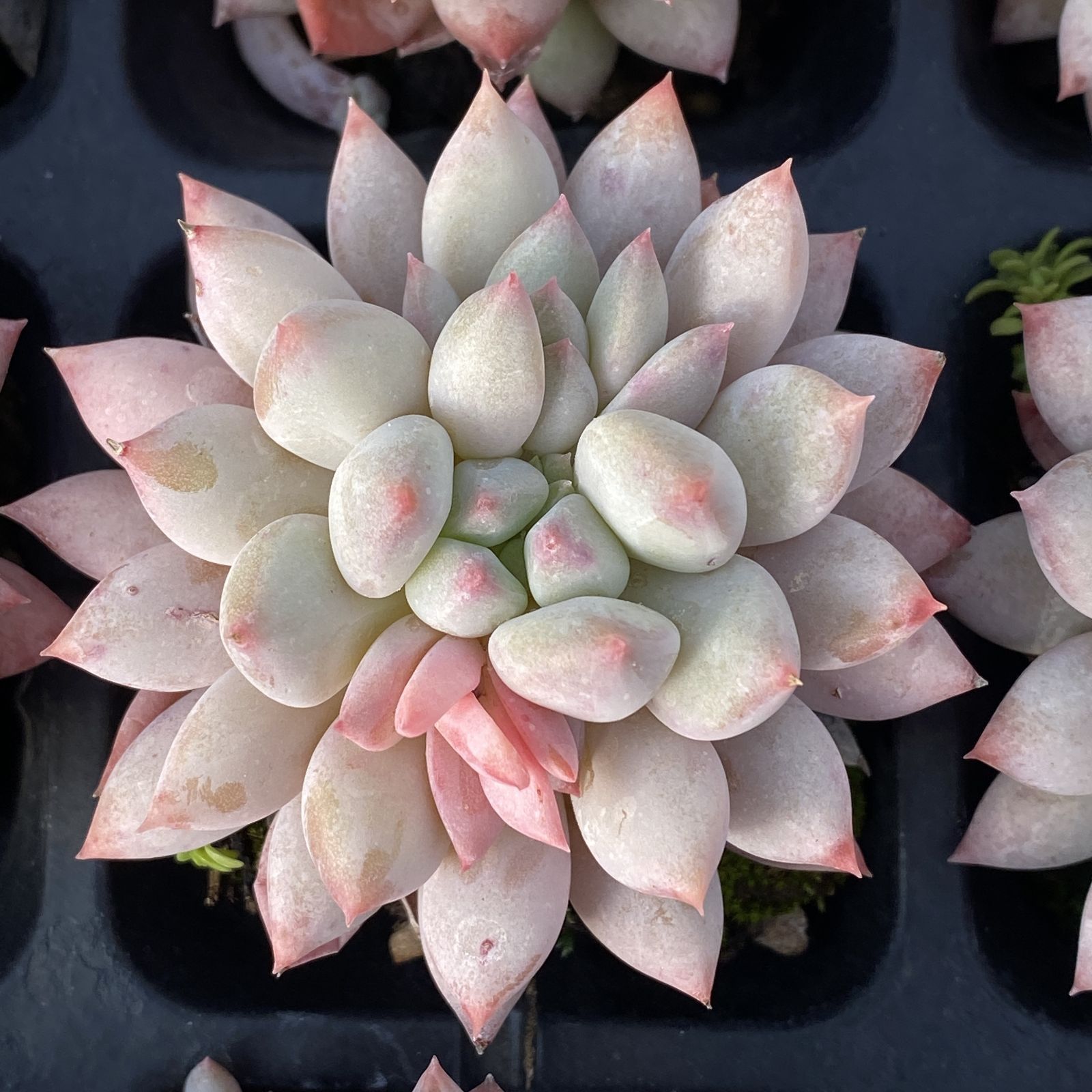 XY169 ソロモン 10株 佐川にて発送 韓国苗 多肉植物 抜き苗 エケベリア