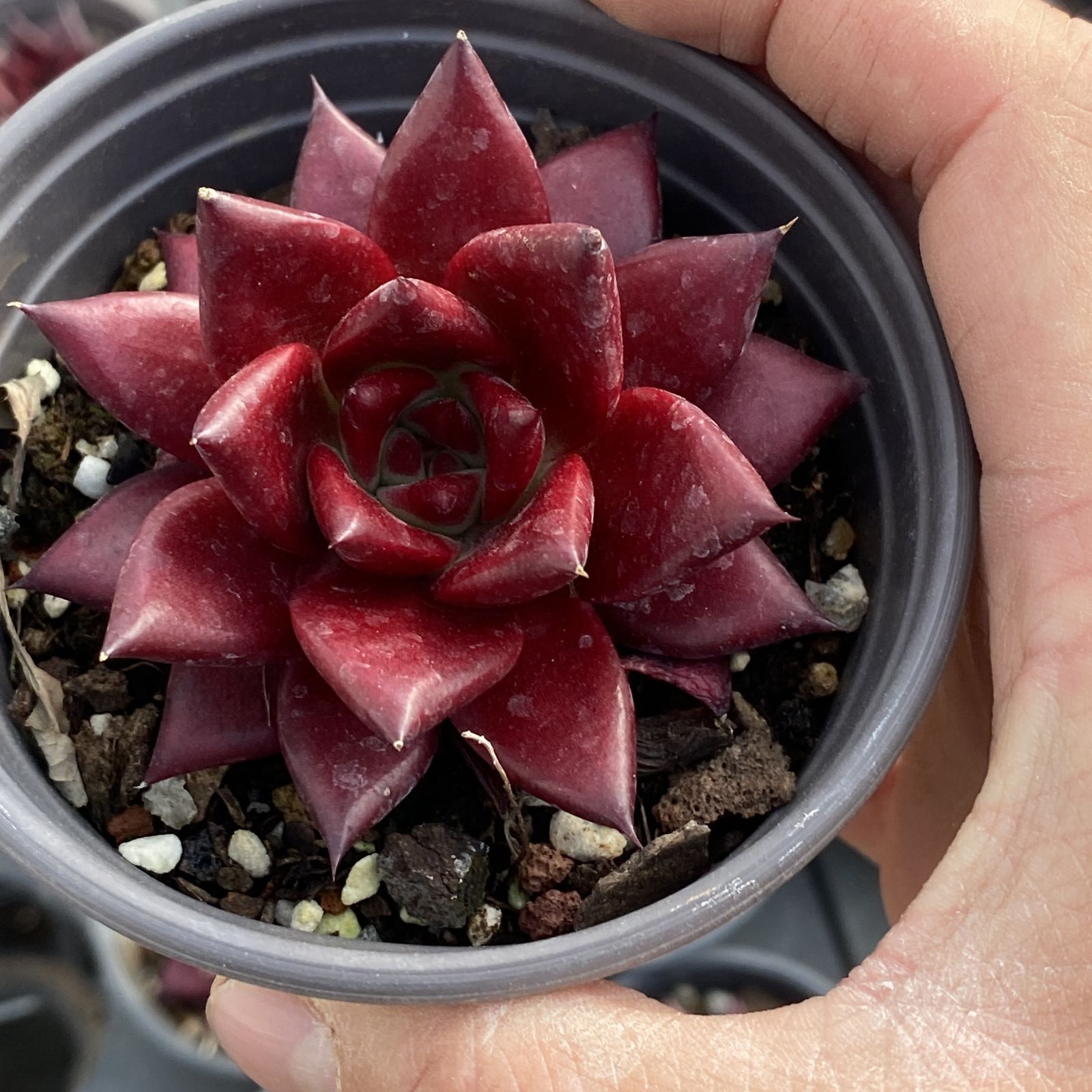 XY168 ロビン 10株 佐川にて発送 韓国苗 多肉植物 抜き苗 エケベリア