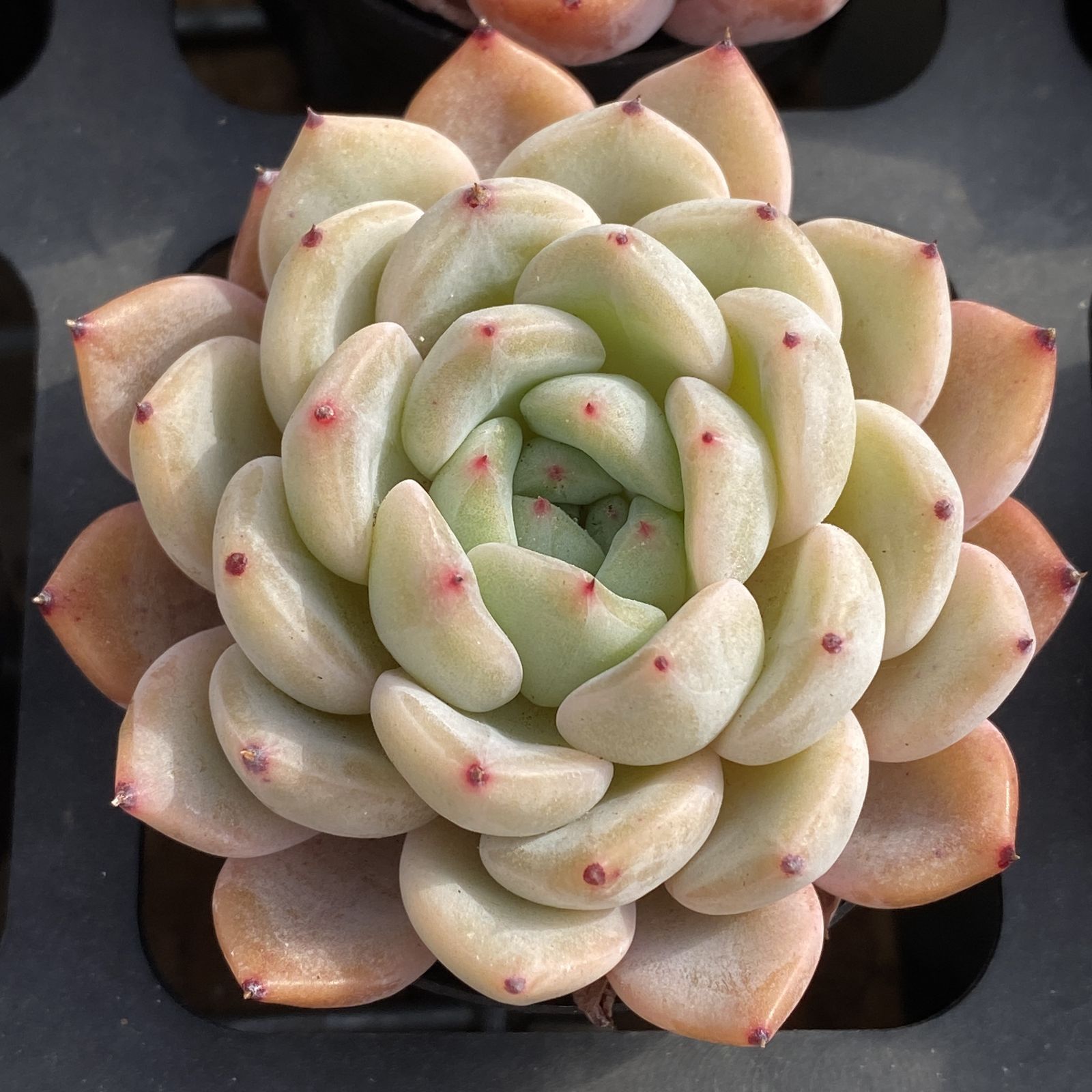 XY178 レッドクロー 10株 佐川にて発送 韓国苗 多肉植物 抜き苗