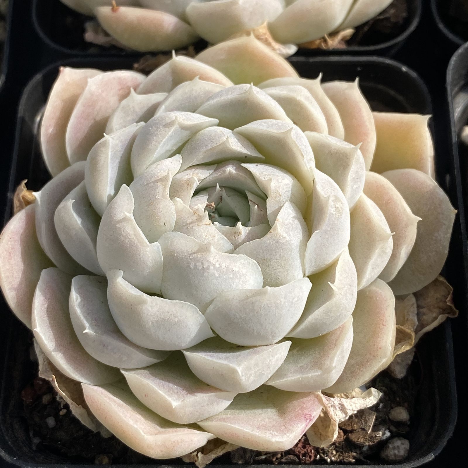 XY193 ハクゲツエイ 10株 佐川にて発送 韓国苗 多肉植物 抜き苗