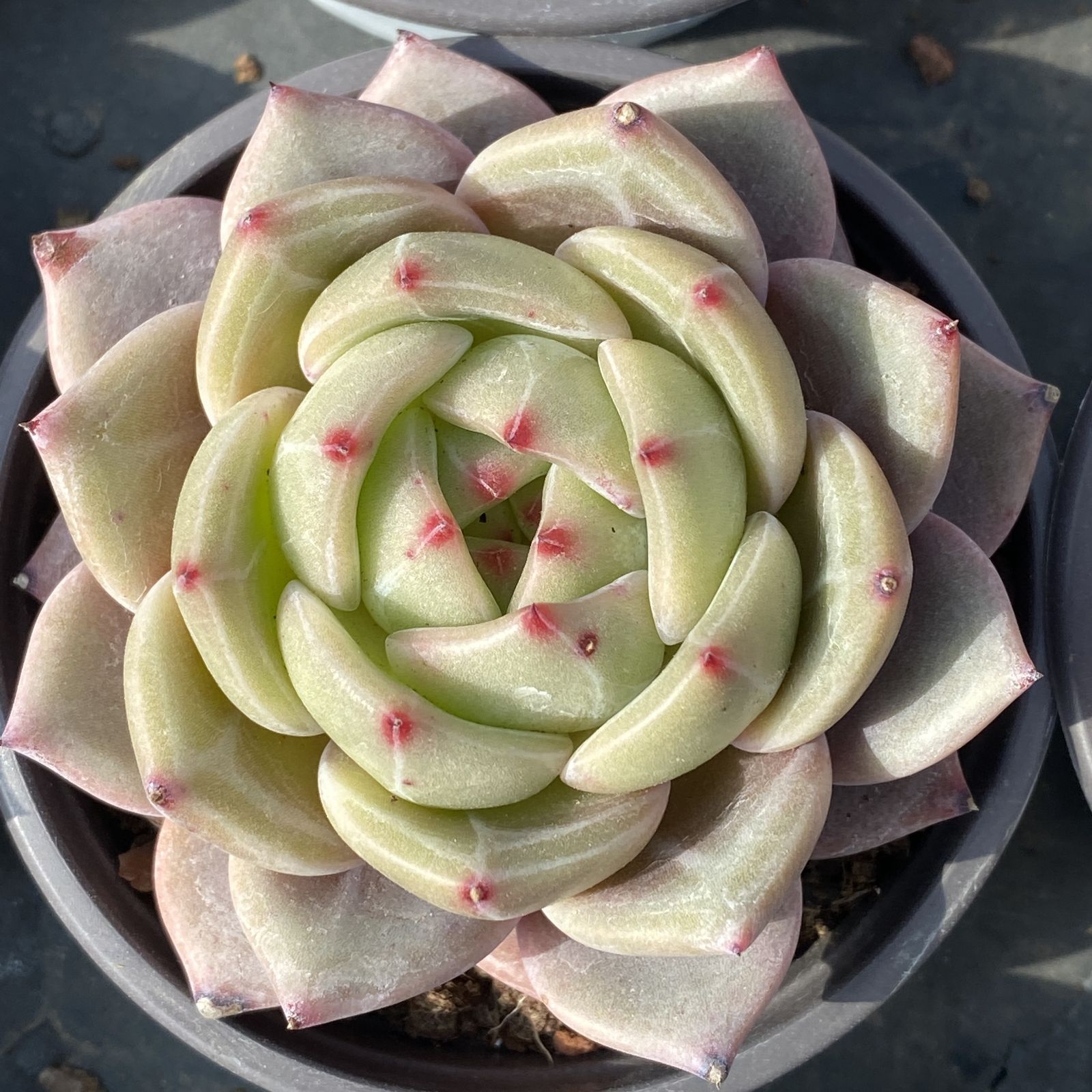 XY198 キューオレンジ 10株 佐川にて発送 韓国苗 多肉植物 抜き苗