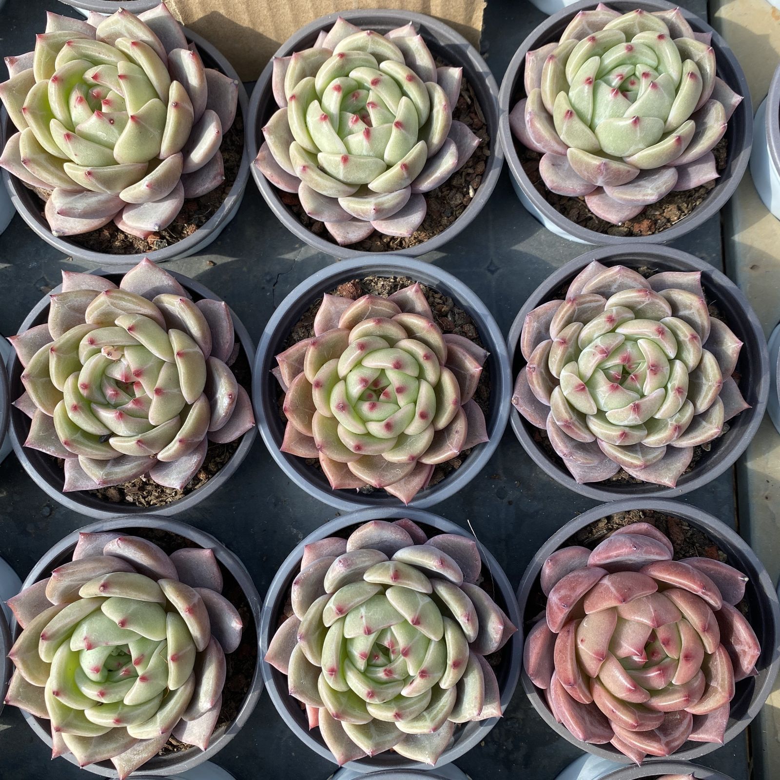 XY198 キューオレンジ 10株 佐川にて発送 韓国苗 多肉植物 抜き苗