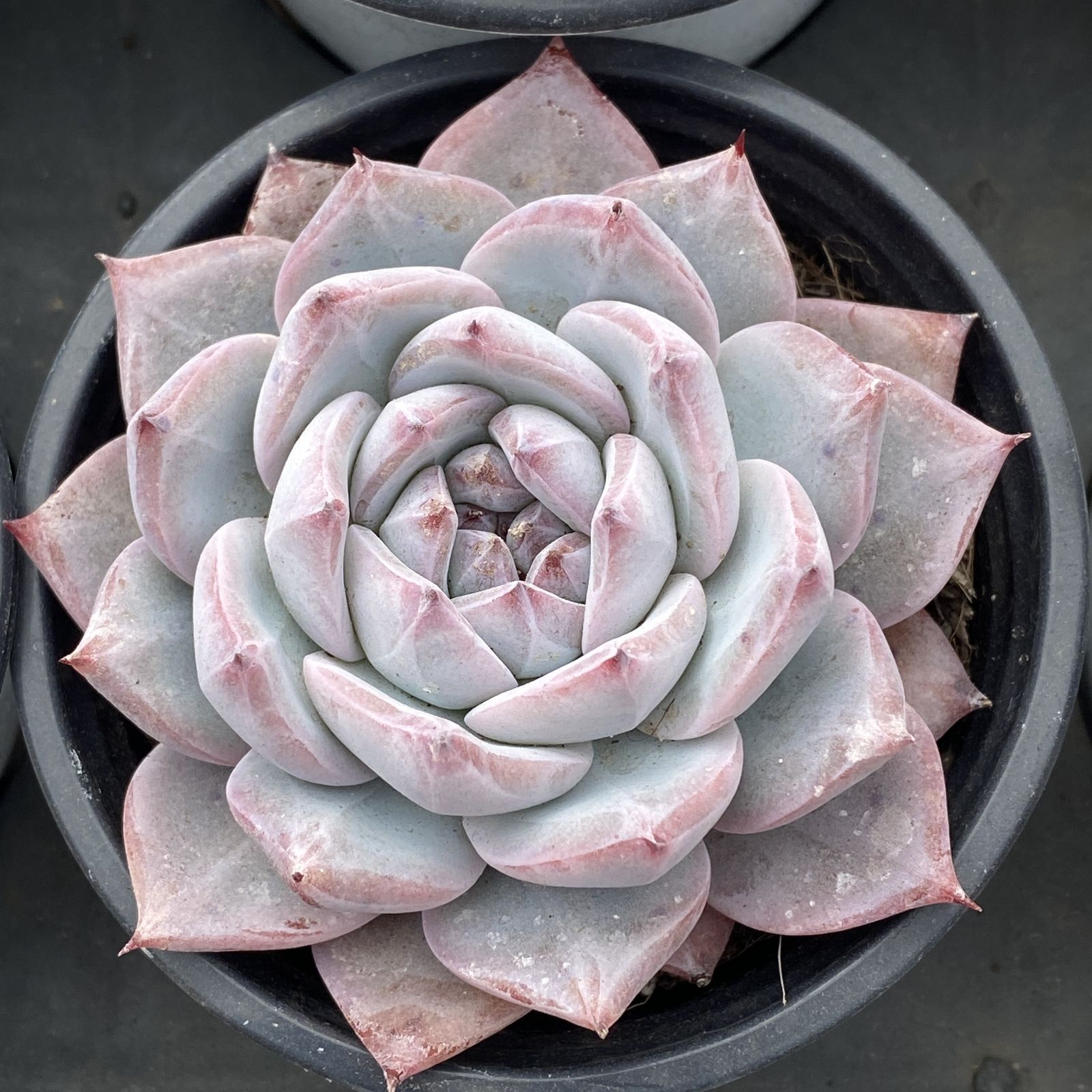 XY202 ピンクブルーバード 10株 佐川にて発送 韓国苗 多肉植物 抜き苗