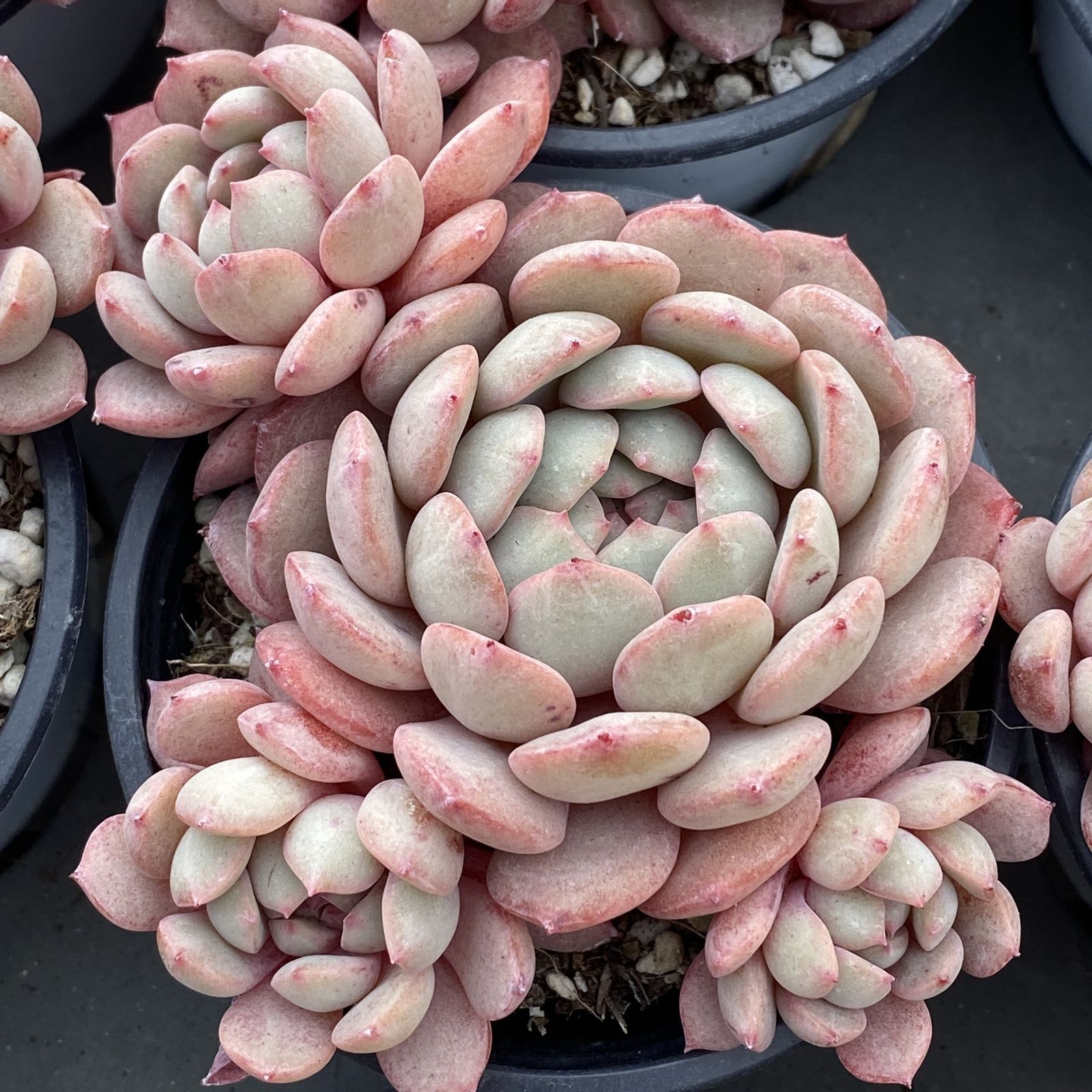 XY206 キンジャク 10株 佐川にて発送 韓国苗 多肉植物 抜き苗