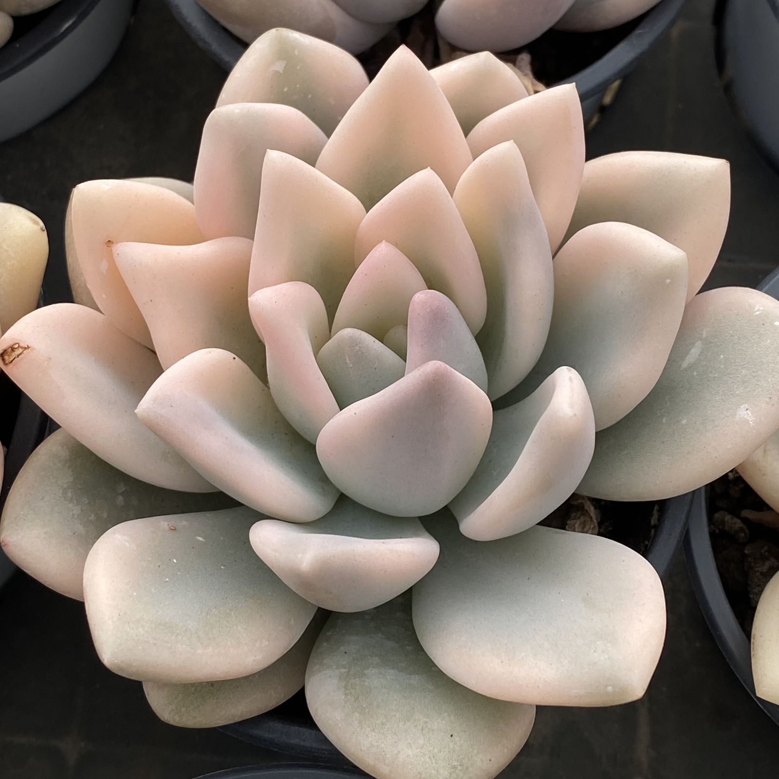 XY208 オプレナ 10株 佐川にて発送 韓国苗 多肉植物 抜き苗 エケベリア