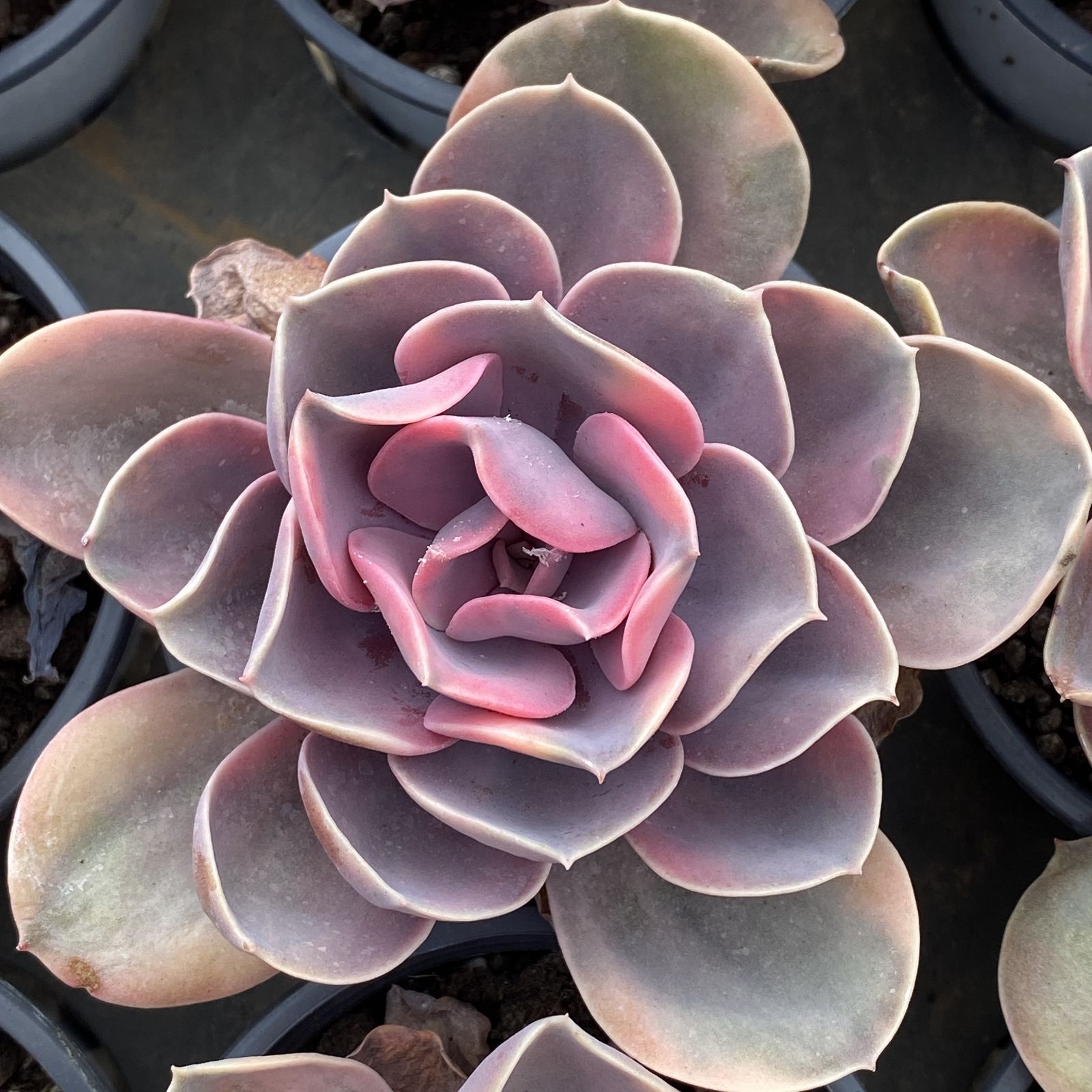 XY210 スキットルズ 10株 佐川にて発送 韓国苗 多肉植物 抜き苗