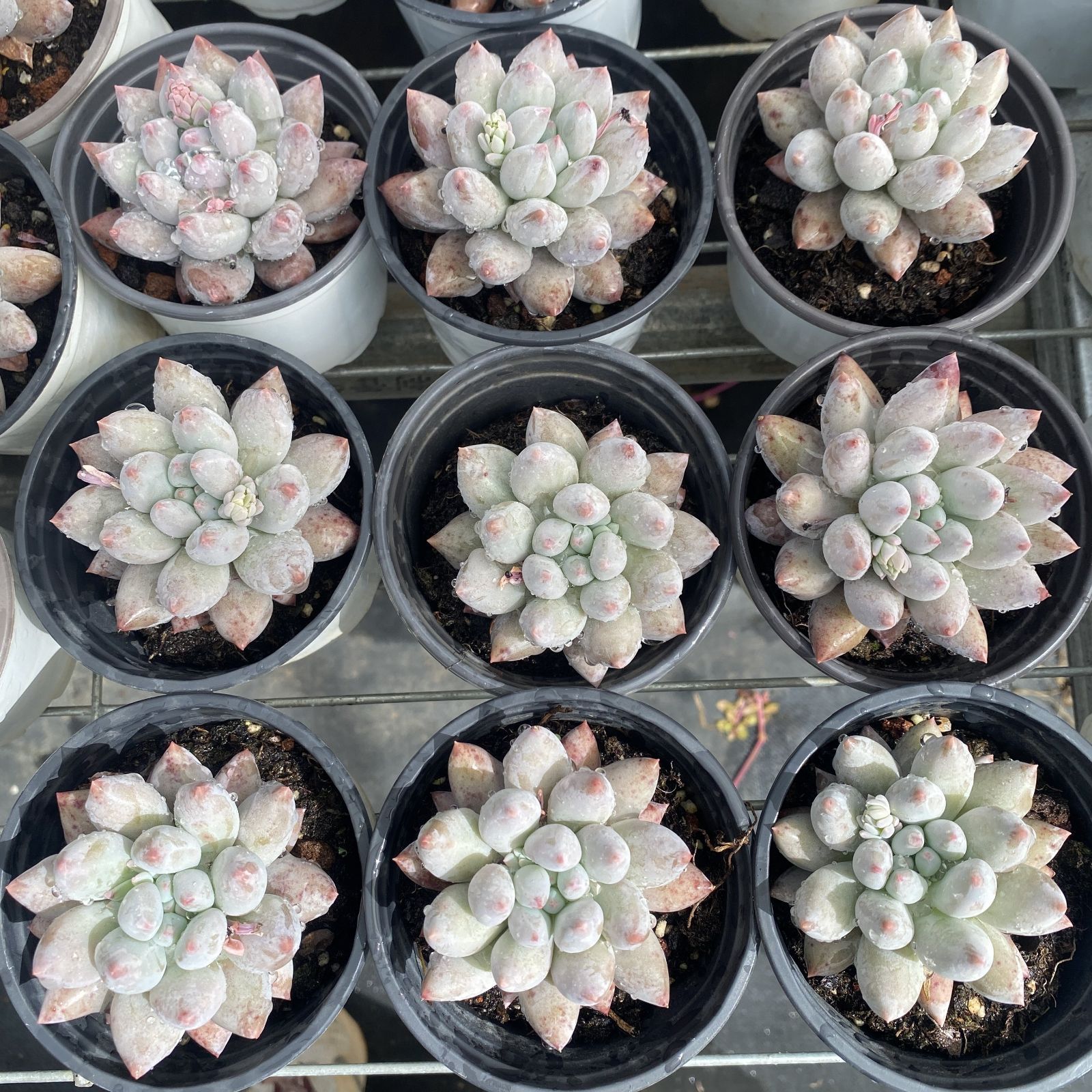 XY272 ソロモン 10株 佐川にて発送 韓国苗 多肉植物 抜き苗 エケベリア