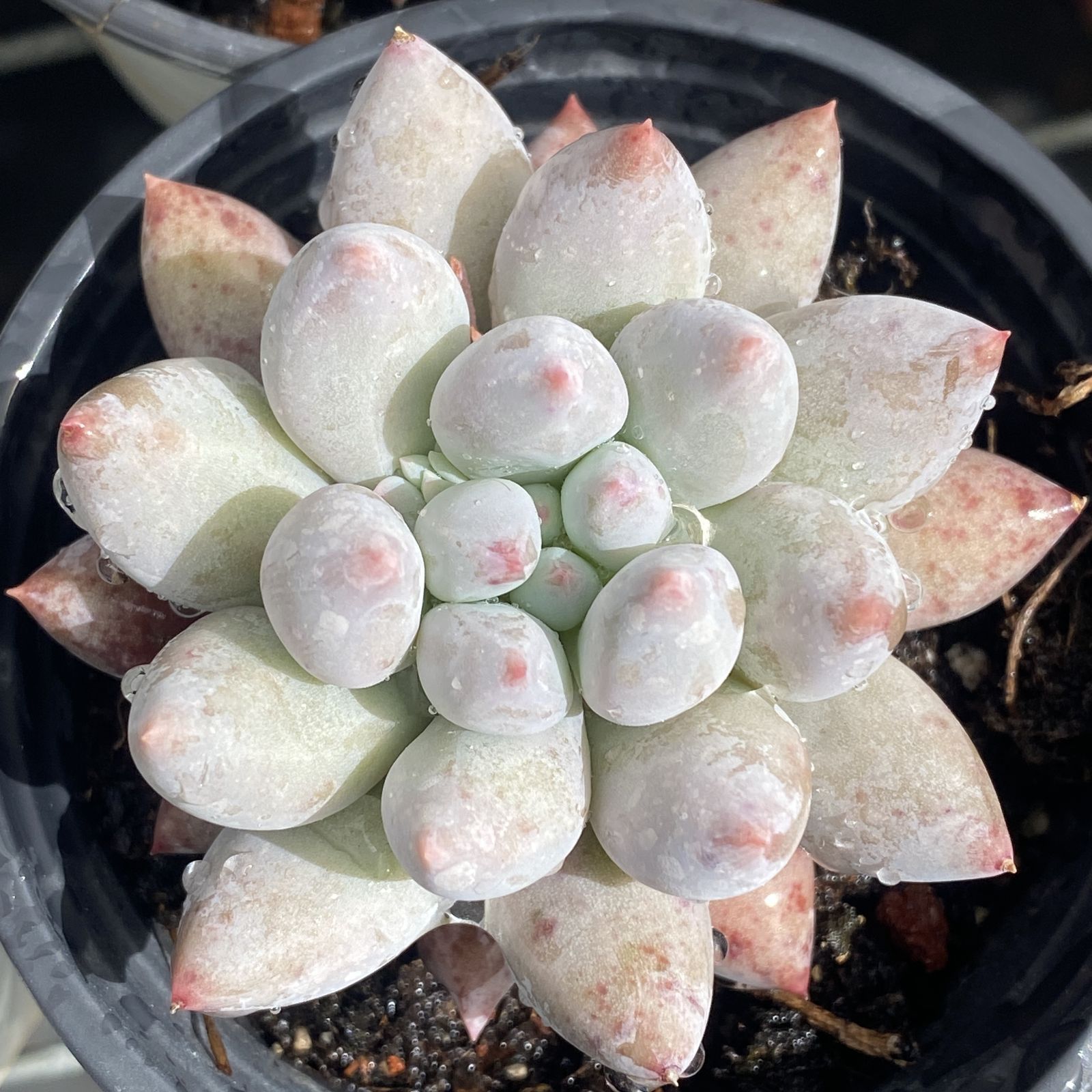 XY272 ソロモン 10株 佐川にて発送 韓国苗 多肉植物 抜き苗 エケベリア