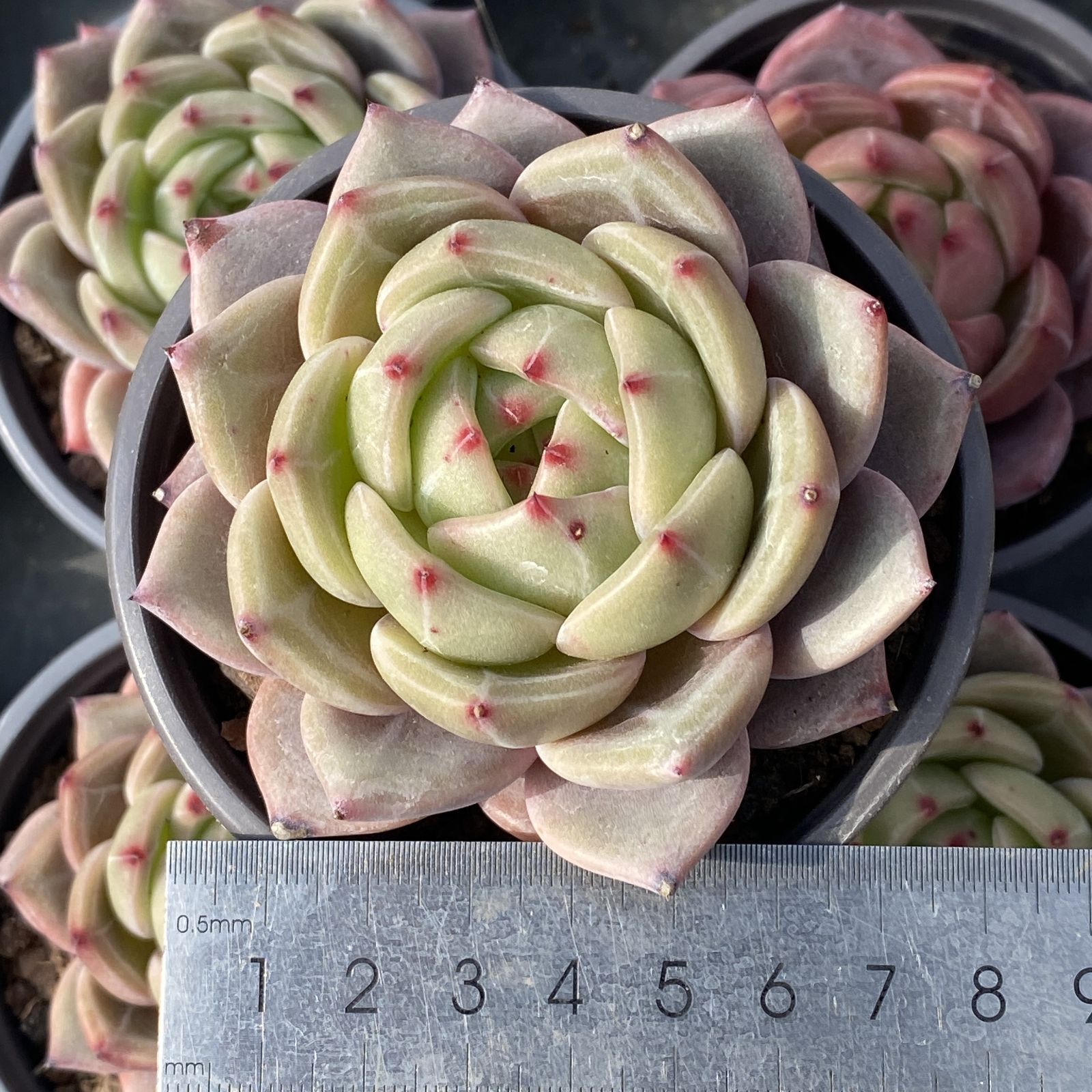 XY198 キューオレンジ 10株 佐川にて発送 韓国苗 多肉植物 抜き苗