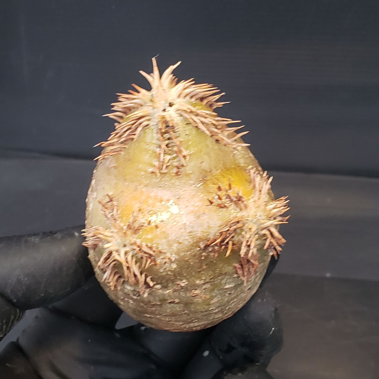 6984 「塊根植物」パキポディウム 札落ち株 抜き苗【 Pachypodium