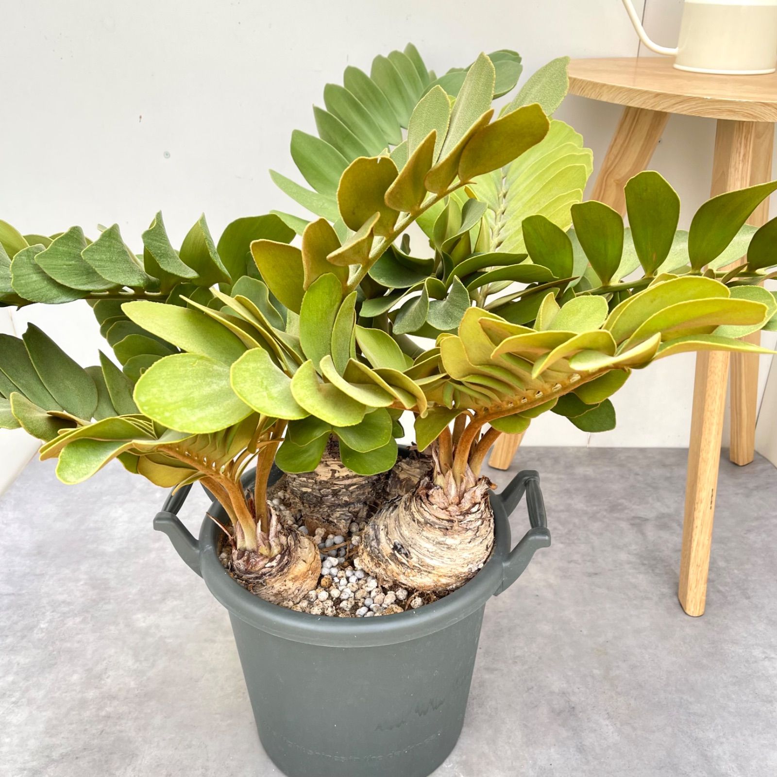 メキシコソテツ（ザミア）観葉植物 ソテツ、ザミア（育て方付き：観葉植物）【予約受付】再販予定あり