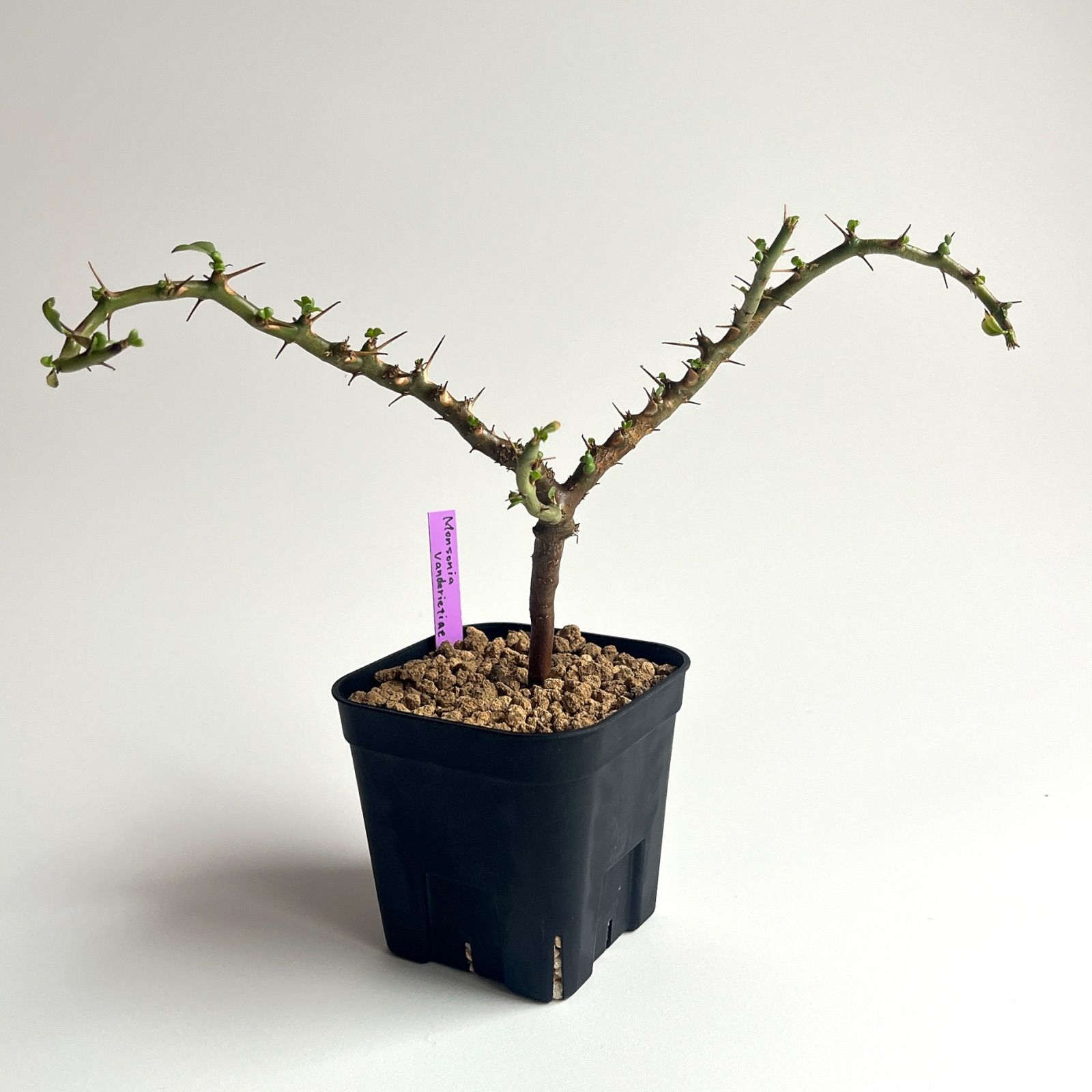 モンソニア バンデリエティアエ 竜骨扇 サルコカウロン - メルカリ