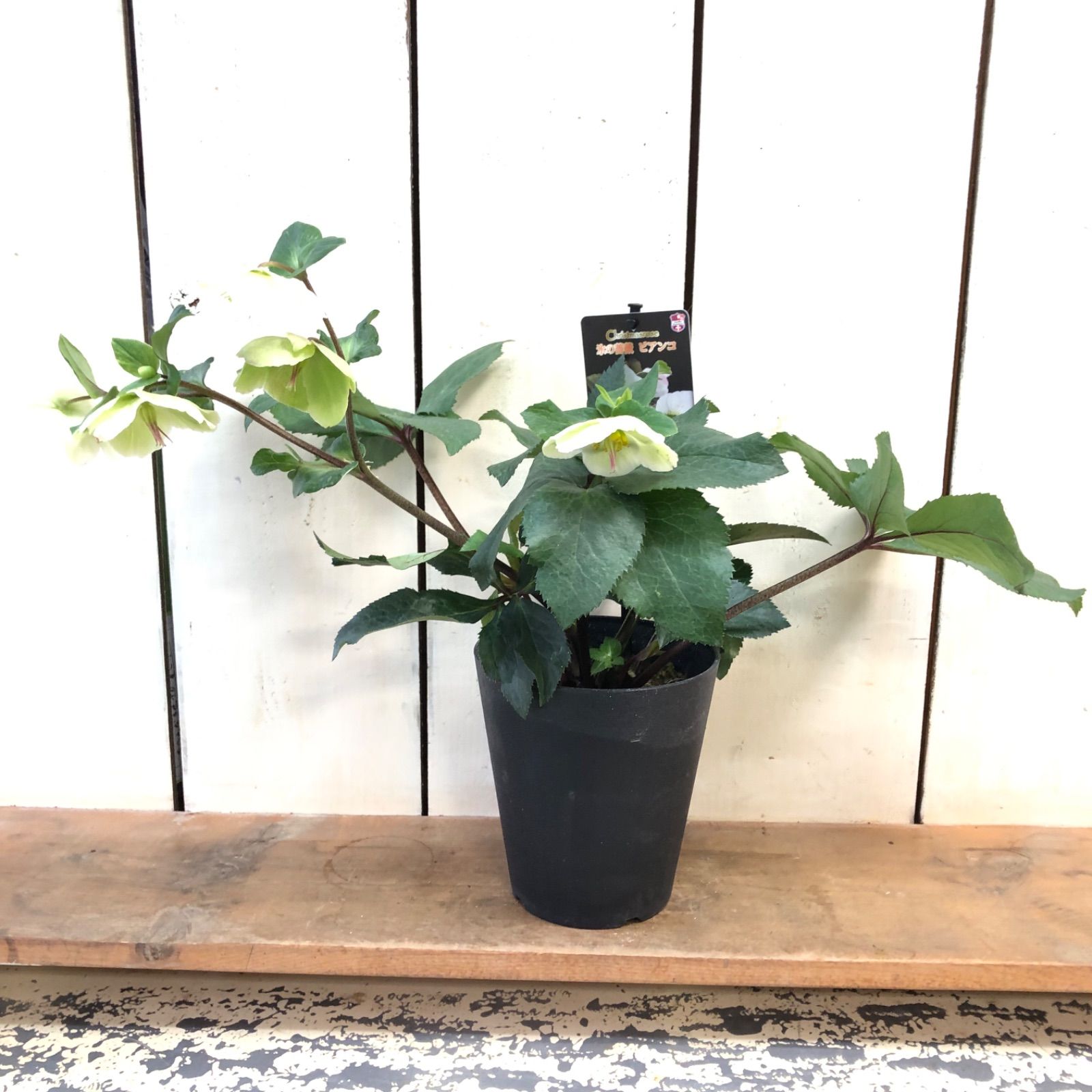 クリスマスローズ 氷の薔薇〈ビアンコ〉 - メルカリ