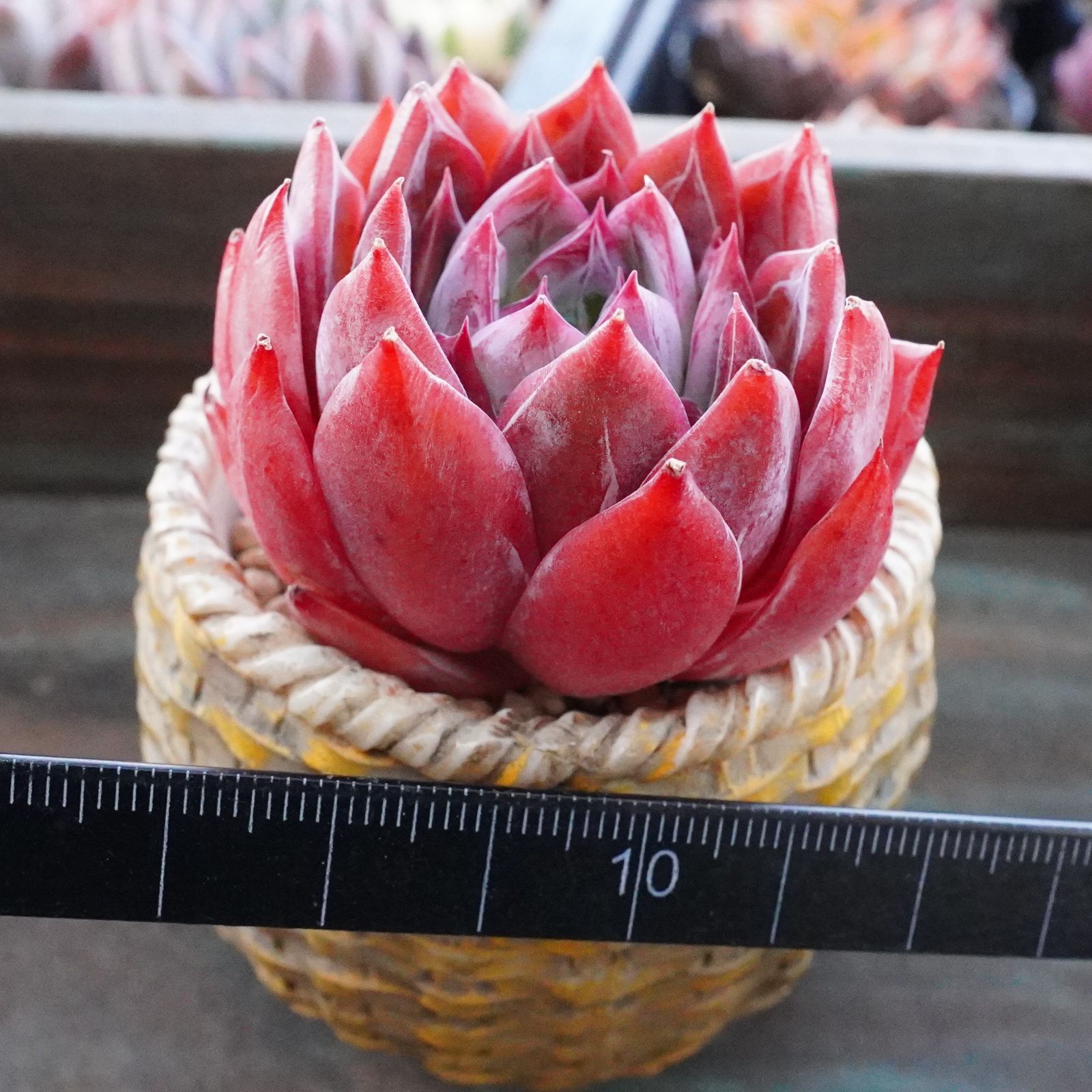 再入荷※【白粉アンジェラ】エケベリア 発色抜群 韓国多肉 おすすめ