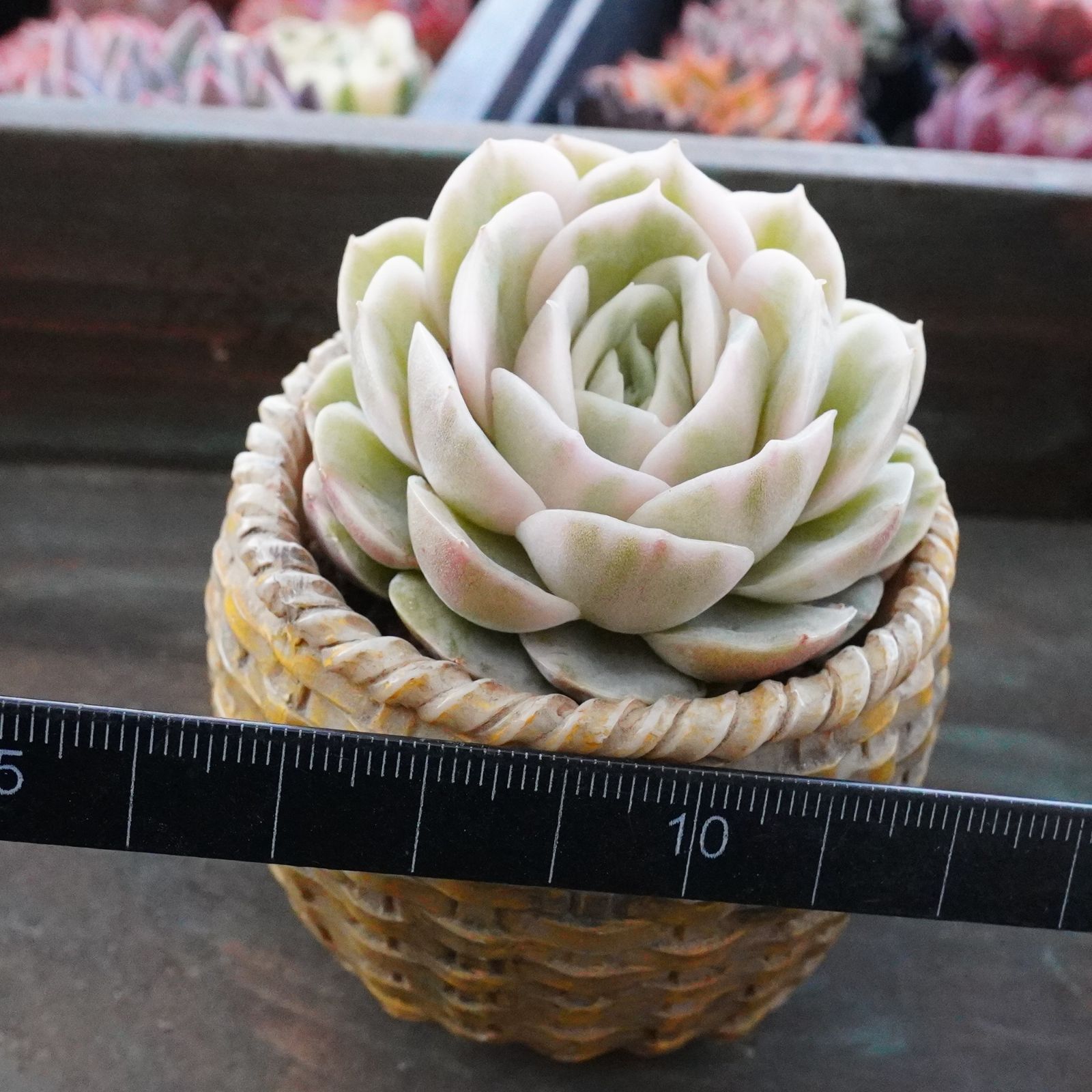 お買い得！【オンスロー錦 】斑入り 韓国多肉 レア - メルカリ