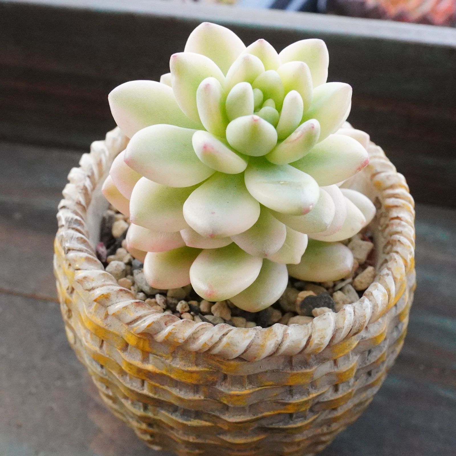 希少！【シャングリラ錦 】斑入り 韓国多肉 レア - メルカリ