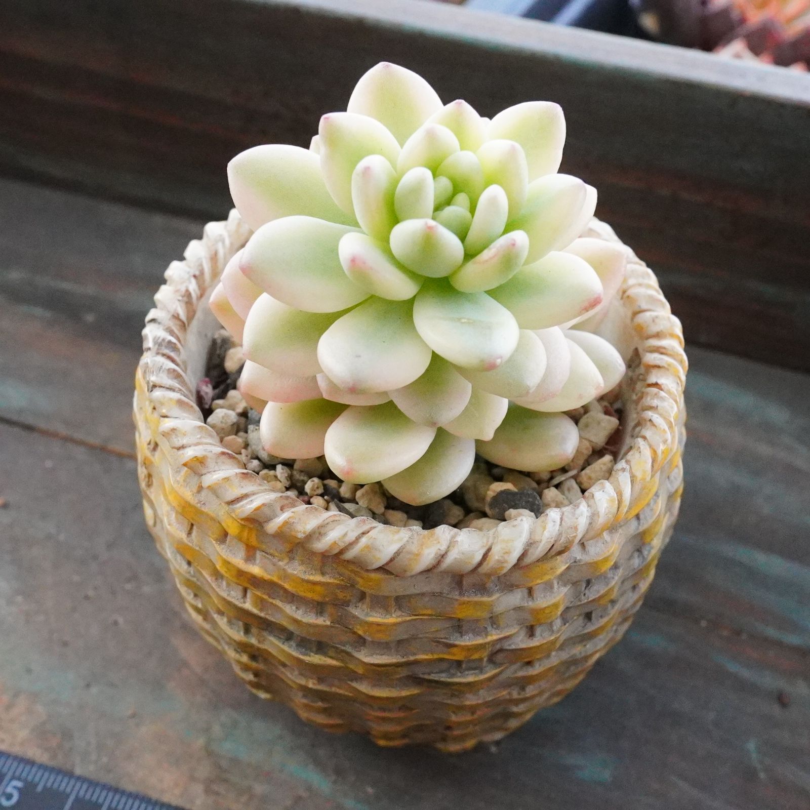 希少！【シャングリラ錦 】斑入り 韓国多肉 レア - メルカリ