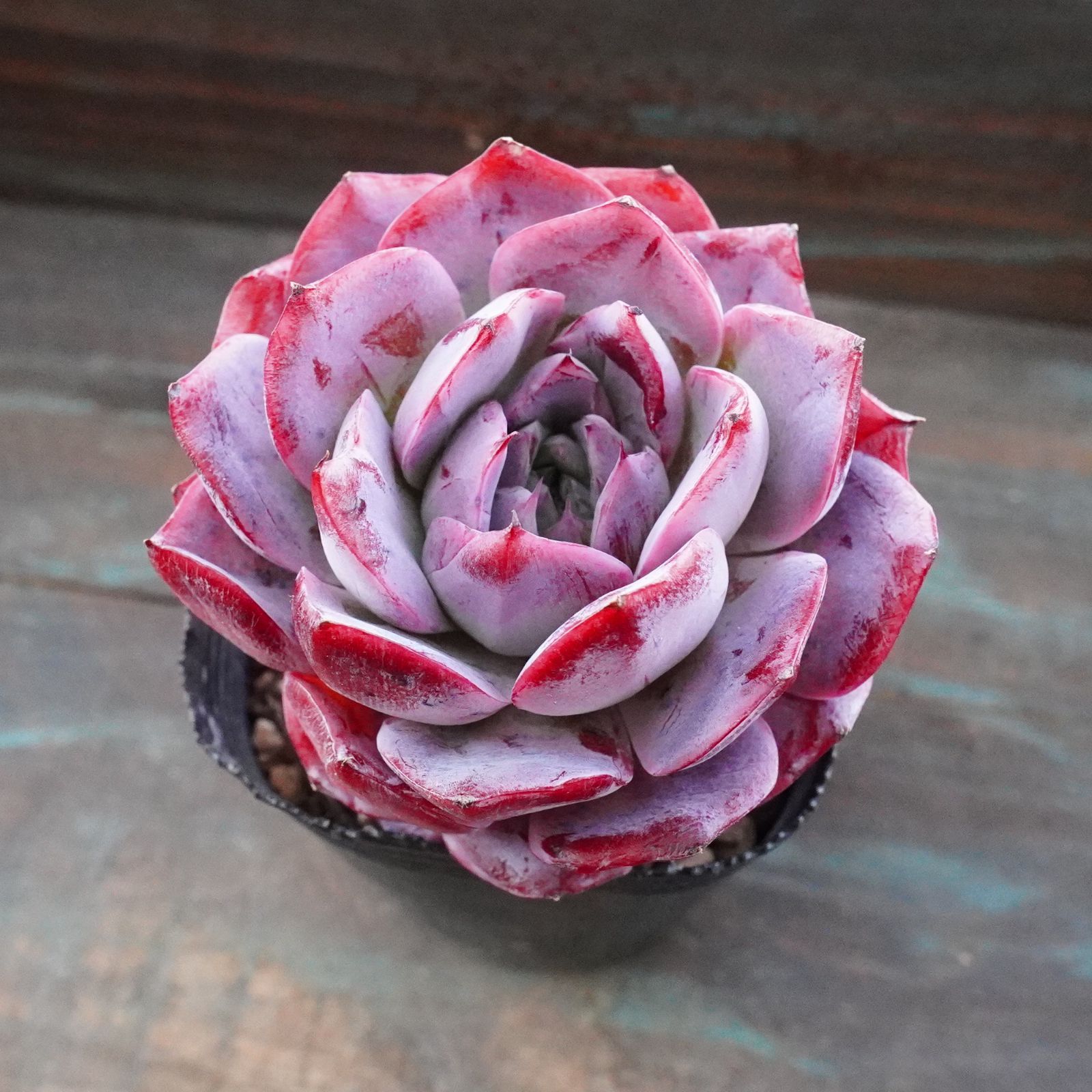 人気種※【ピンクベイアン 1】エケベリア 美苗 韓国多肉 - メルカリ