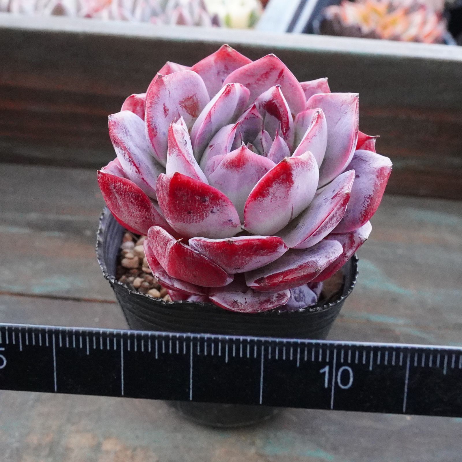 人気種※【ピンクベイアン 1】エケベリア 美苗 韓国多肉 - メルカリ