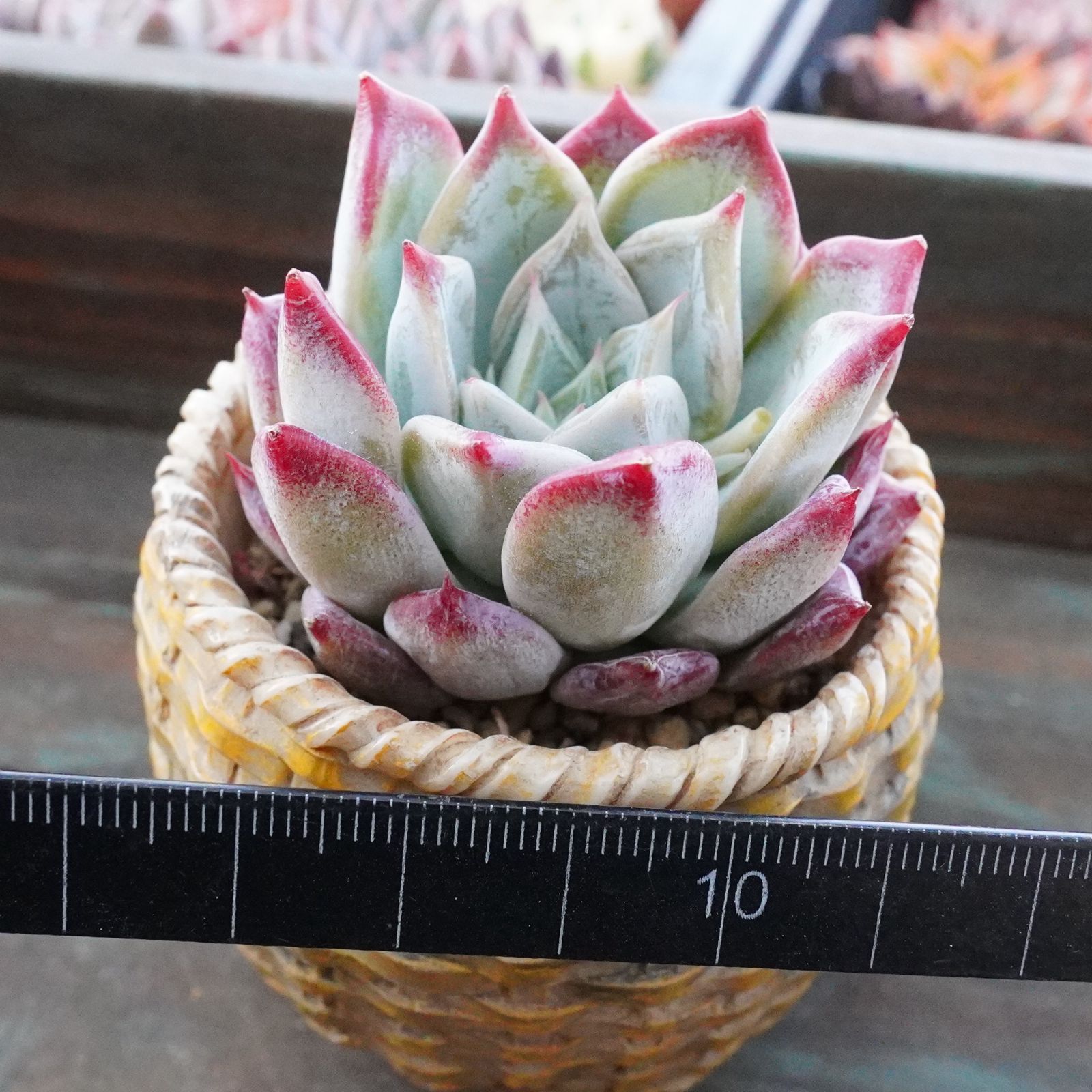 新品種※【ペガサス 2】美苗 エケベリア 韓国多肉 - メルカリ