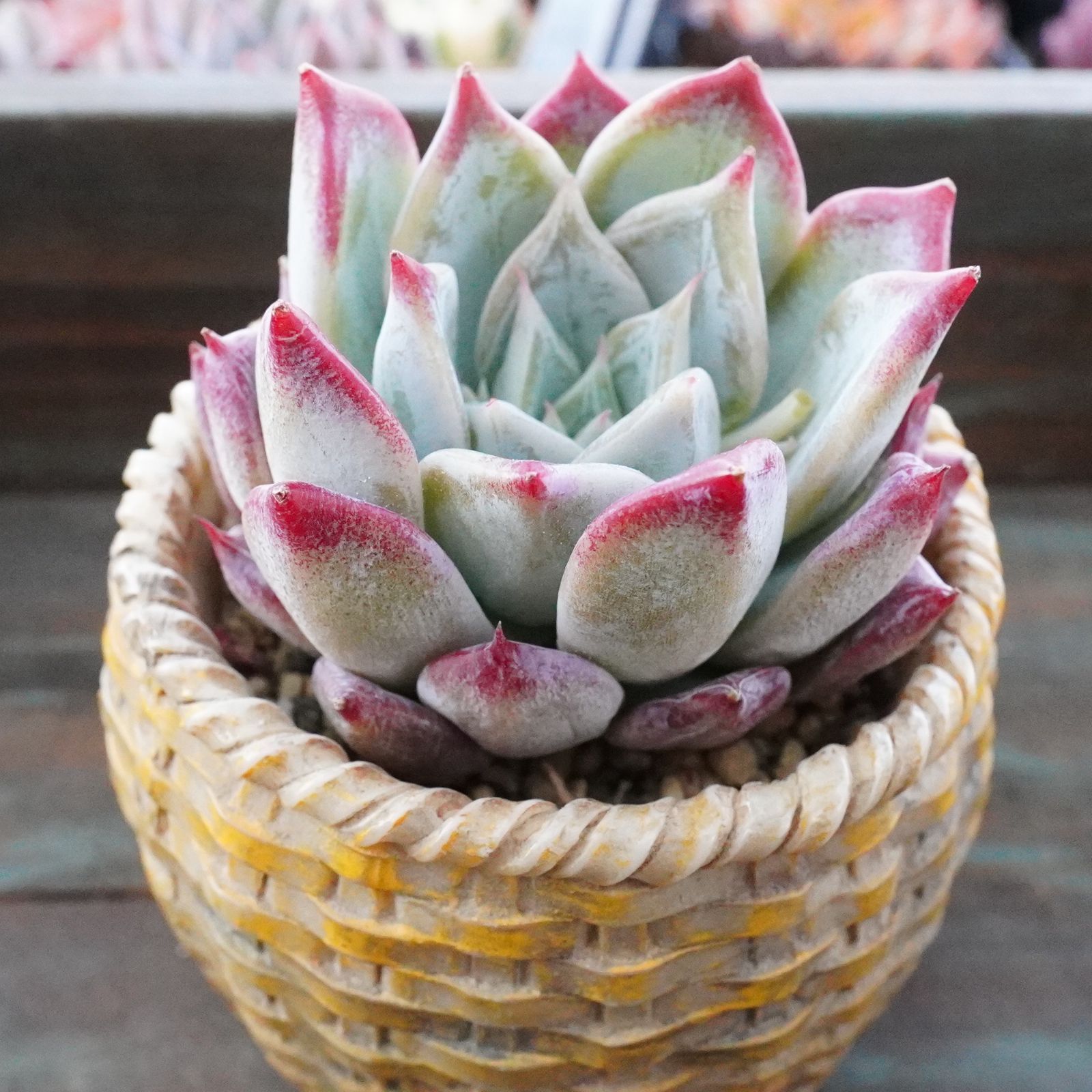 新品種※【ペガサス 2】美苗 エケベリア 韓国多肉 - メルカリ