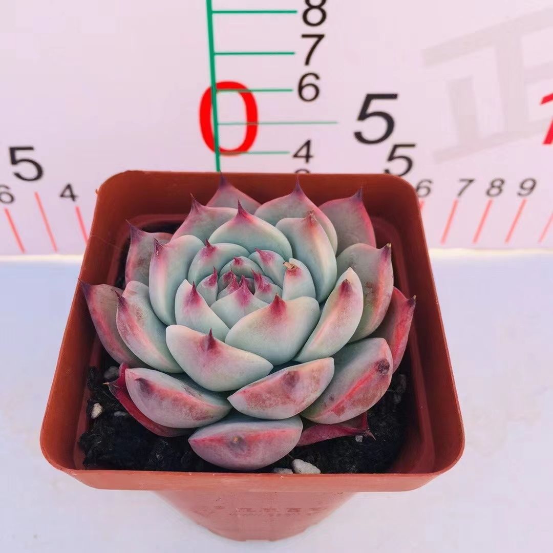 多肉植物 Z3142 チワワ 32株 抜き苗 エケベリア セダム アエオニウム