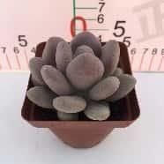 多肉植物 Z3175 ボールビューティ 32株 抜き苗 エケベリア セダム