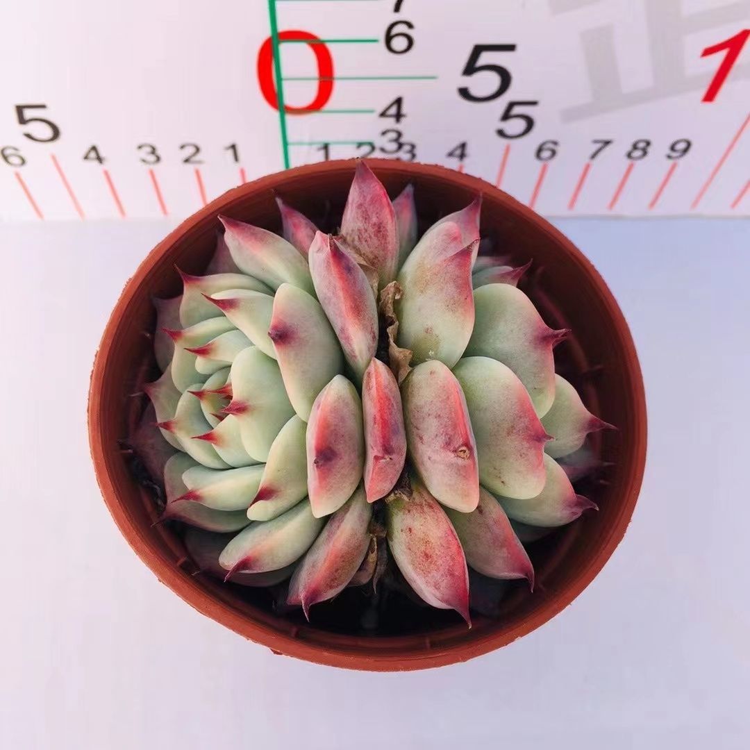 多肉植物 Z3144 チワワ 18株 抜き苗 エケベリア セダム アエオニウム