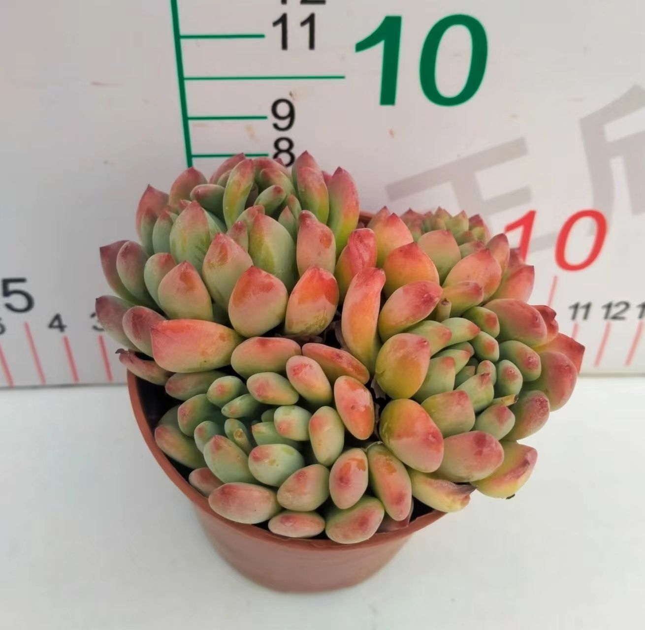 多肉植物 Z3155 ブルーアップル 18株 抜き苗 エケベリア セダム