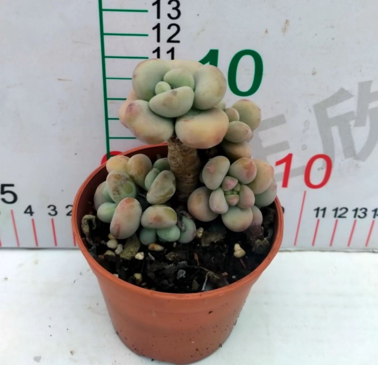 多肉植物 Z3162 ラクジン 18株 抜き苗 エケベリア セダム アエオニウム