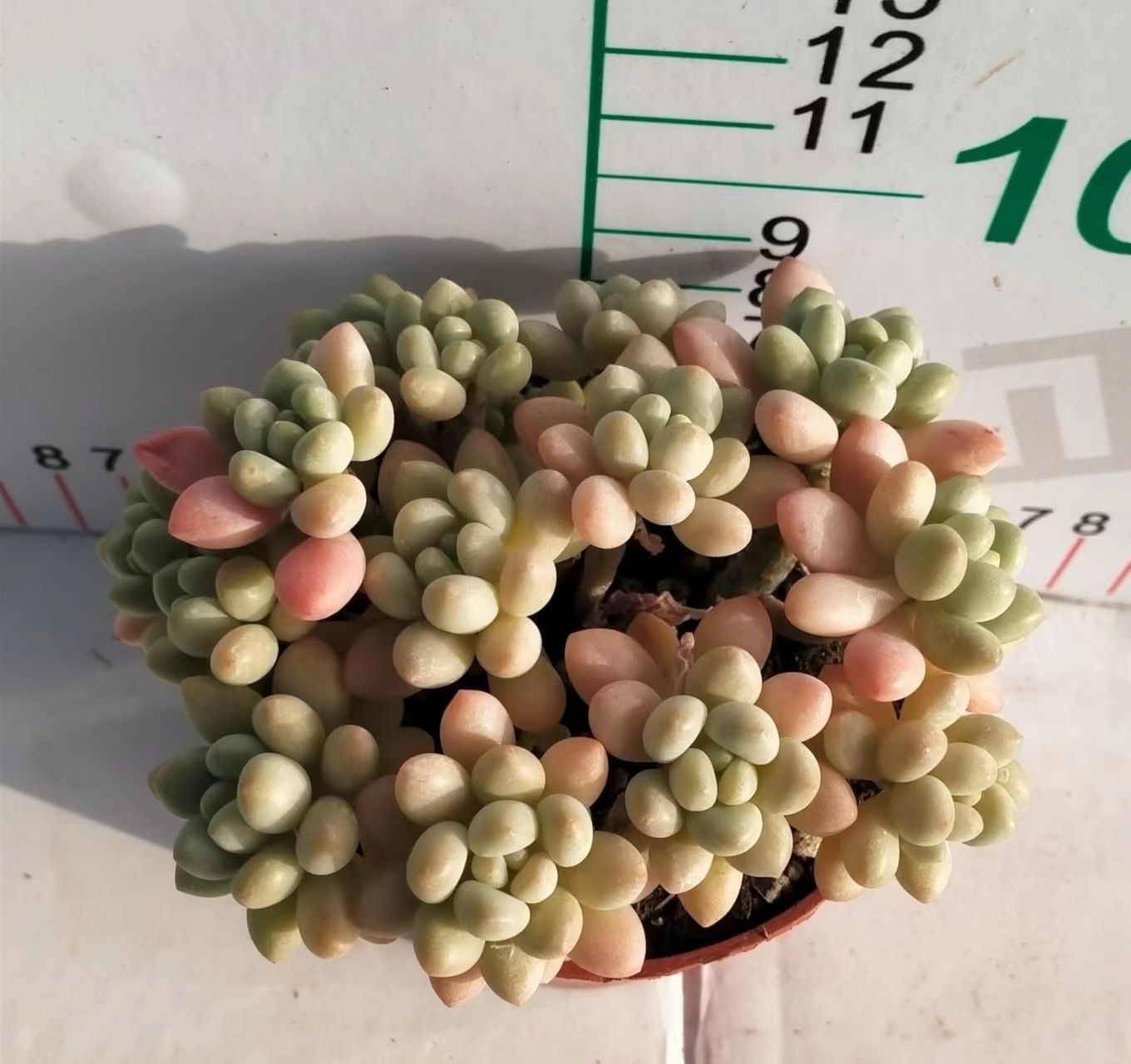 多肉植物 Z3160 ロココ 18株 抜き苗 エケベリア セダム アエオニウム