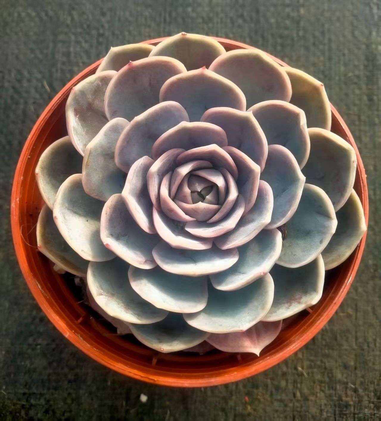 多肉植物 Z3151 ブルーサプライズ 18株 抜き苗 エケベリア セダム