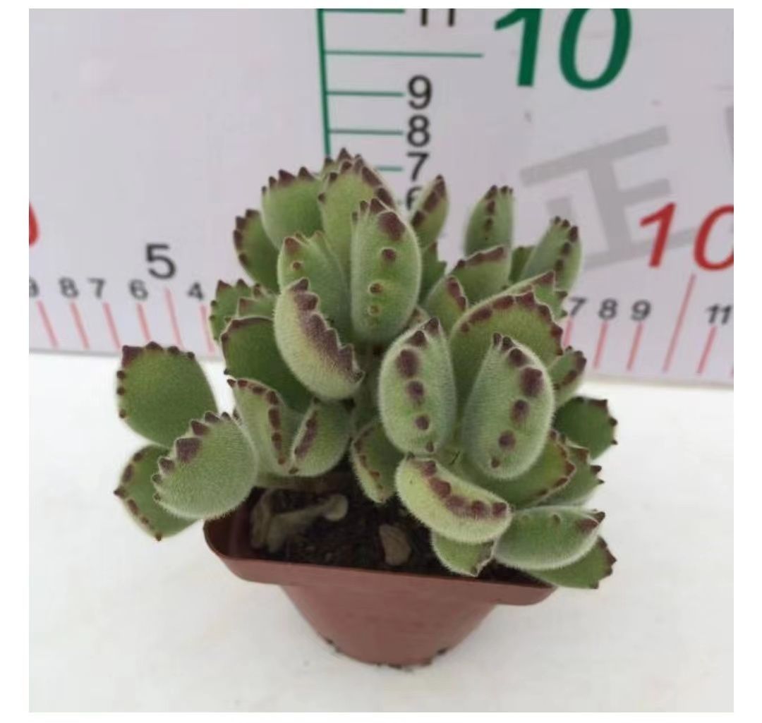 多肉植物 Z3193 クマドウジ 32株 抜き苗 エケベリア セダム