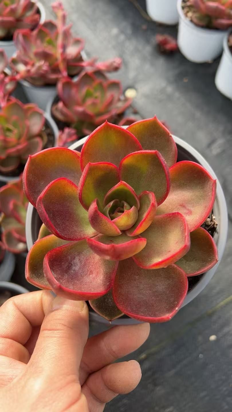 多肉植物 Z3380 レッドライト 15株 抜き苗 エケベリア セダム