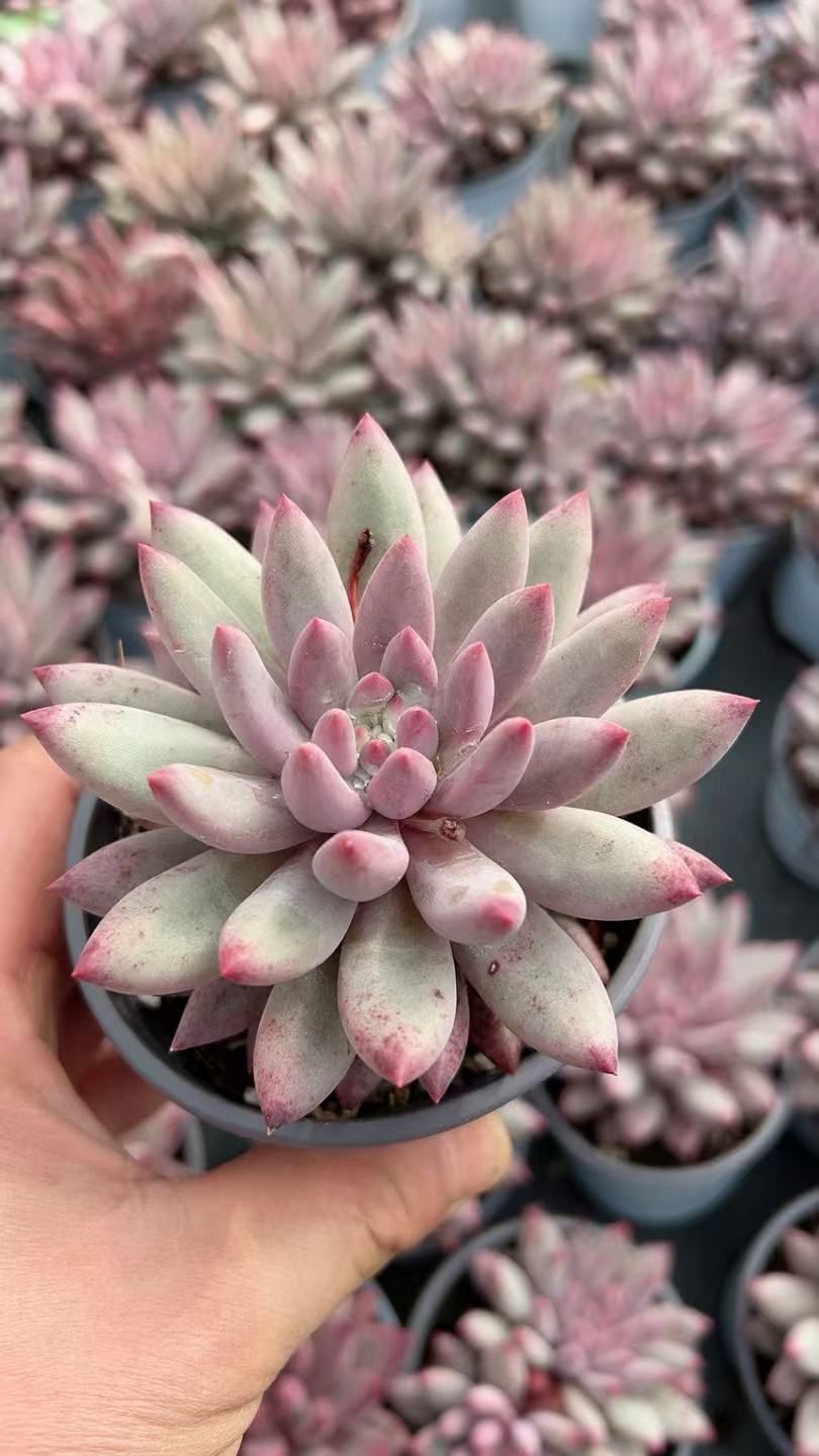 多肉植物 Z3382 ゴールドフィッシュビューティ 18株 抜き苗 エケベリア