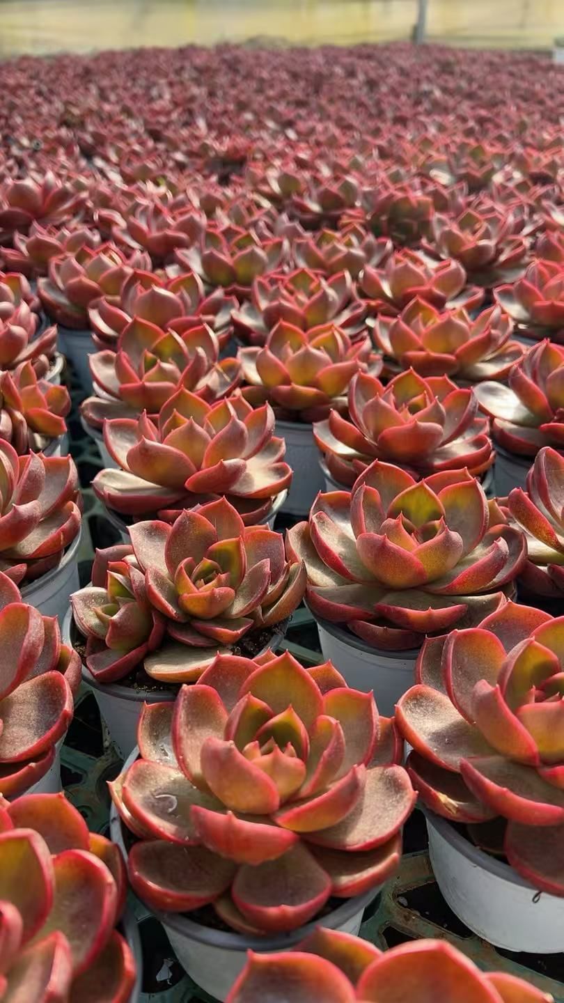 多肉植物 Z3381 レッドライト 18株 抜き苗 エケベリア セダム