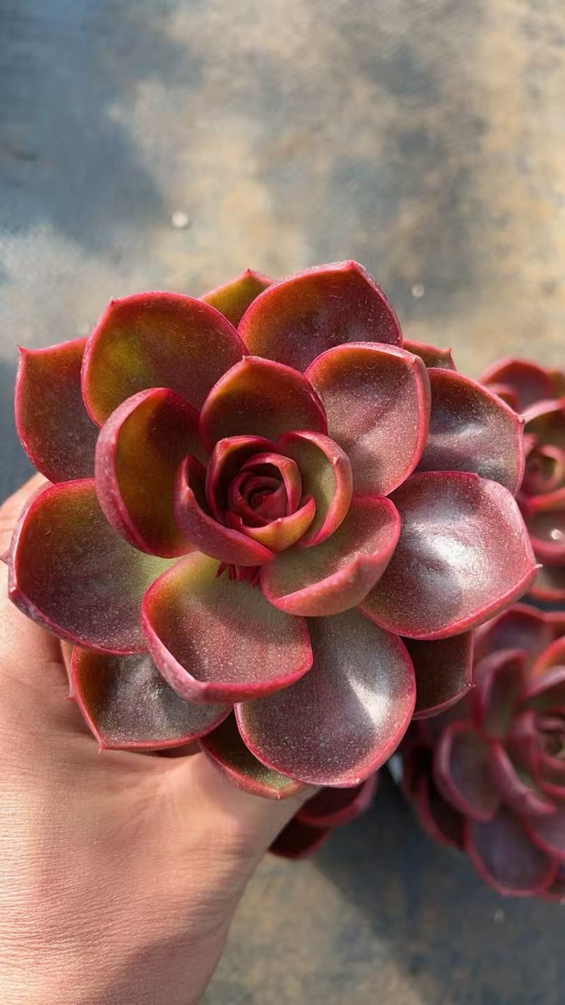 多肉植物 Z3381 レッドライト 18株 抜き苗 エケベリア セダム