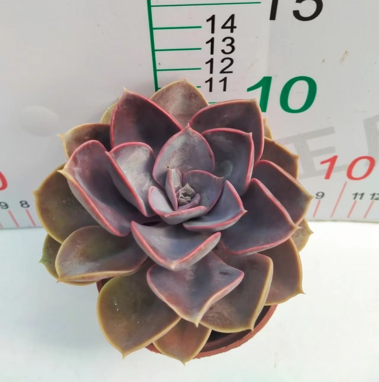 多肉植物 Z3209 ムラサキシンジュ 18株 抜き苗 エケベリア セダム