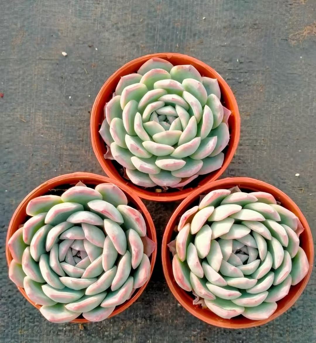 多肉植物 Z3181 ウォーターロータス 18株 抜き苗 エケベリア セダム