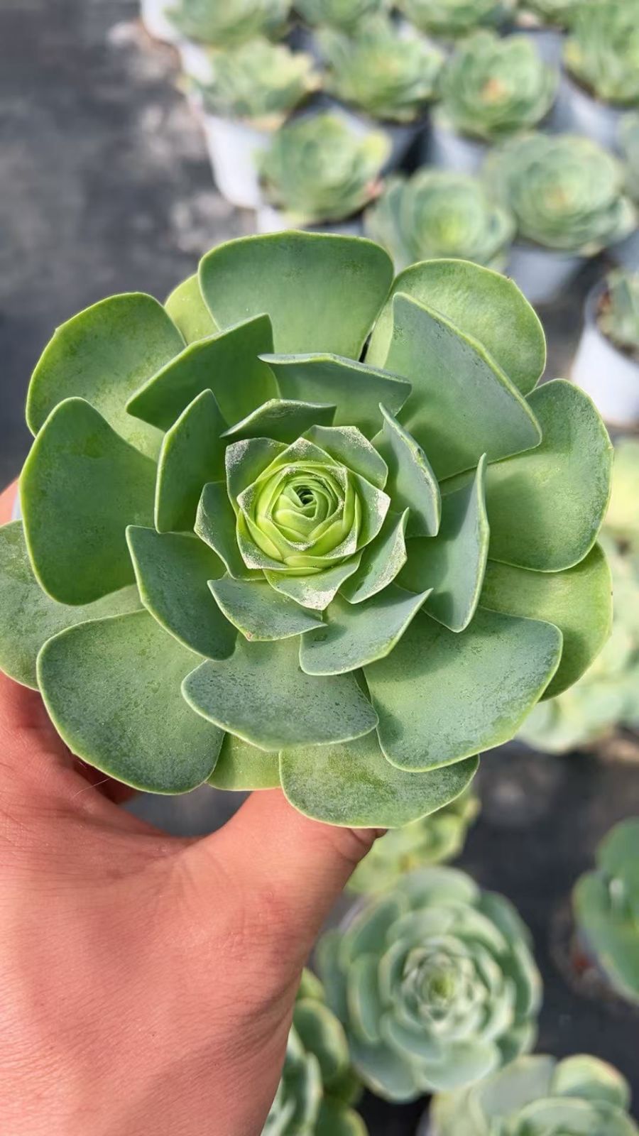 多肉植物 Z3384 バラ 18株 抜き苗 エケベリア セダム アエオニウム