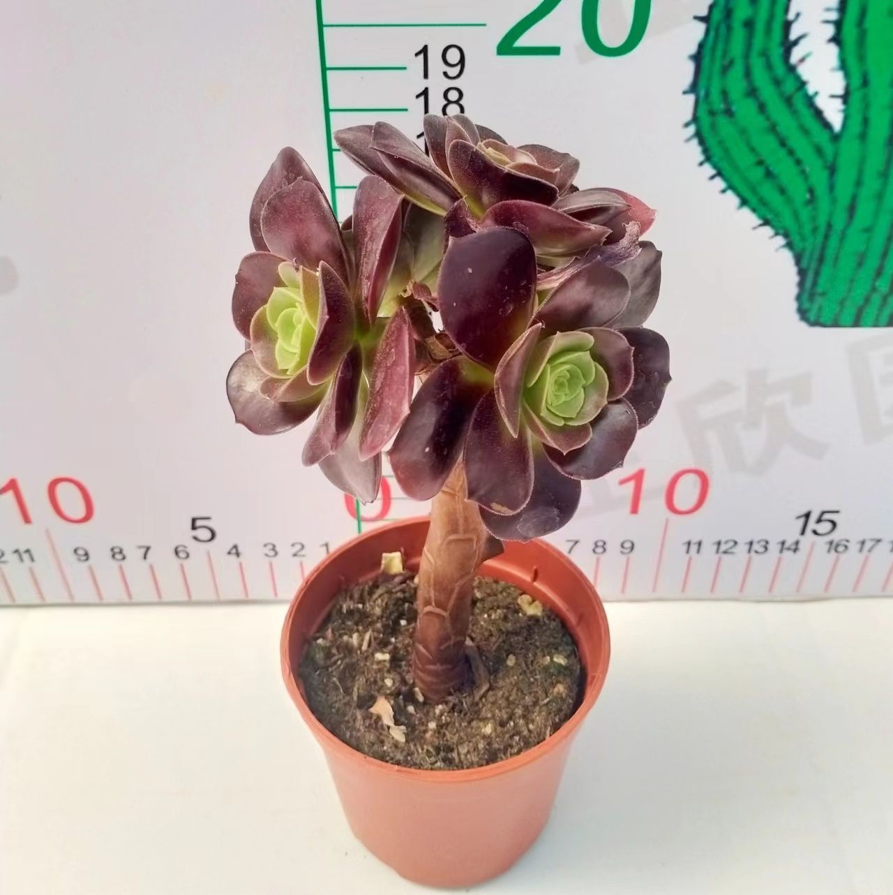 多肉植物 Z3208 パープルカシミア 18株 抜き苗 エケベリア セダム