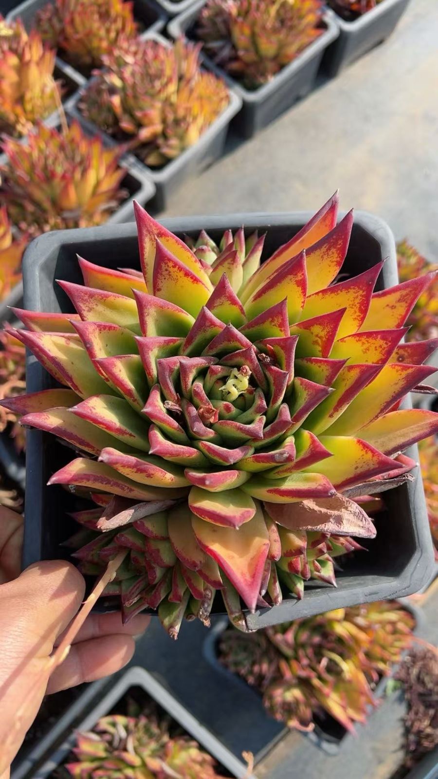 多肉植物 Z3386 ルージュ 6株 抜き苗 エケベリア セダム アエオニウム