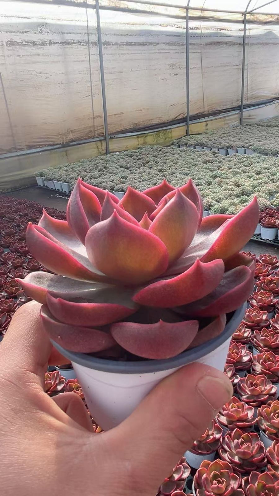 多肉植物 Z3381 レッドライト 18株 抜き苗 エケベリア セダム