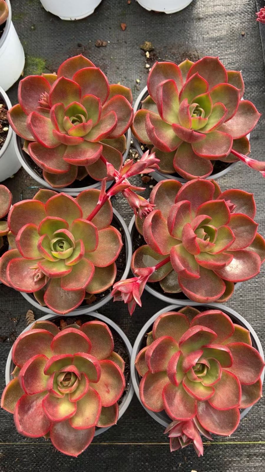 多肉植物 Z3380 レッドライト 15株 抜き苗 エケベリア セダム