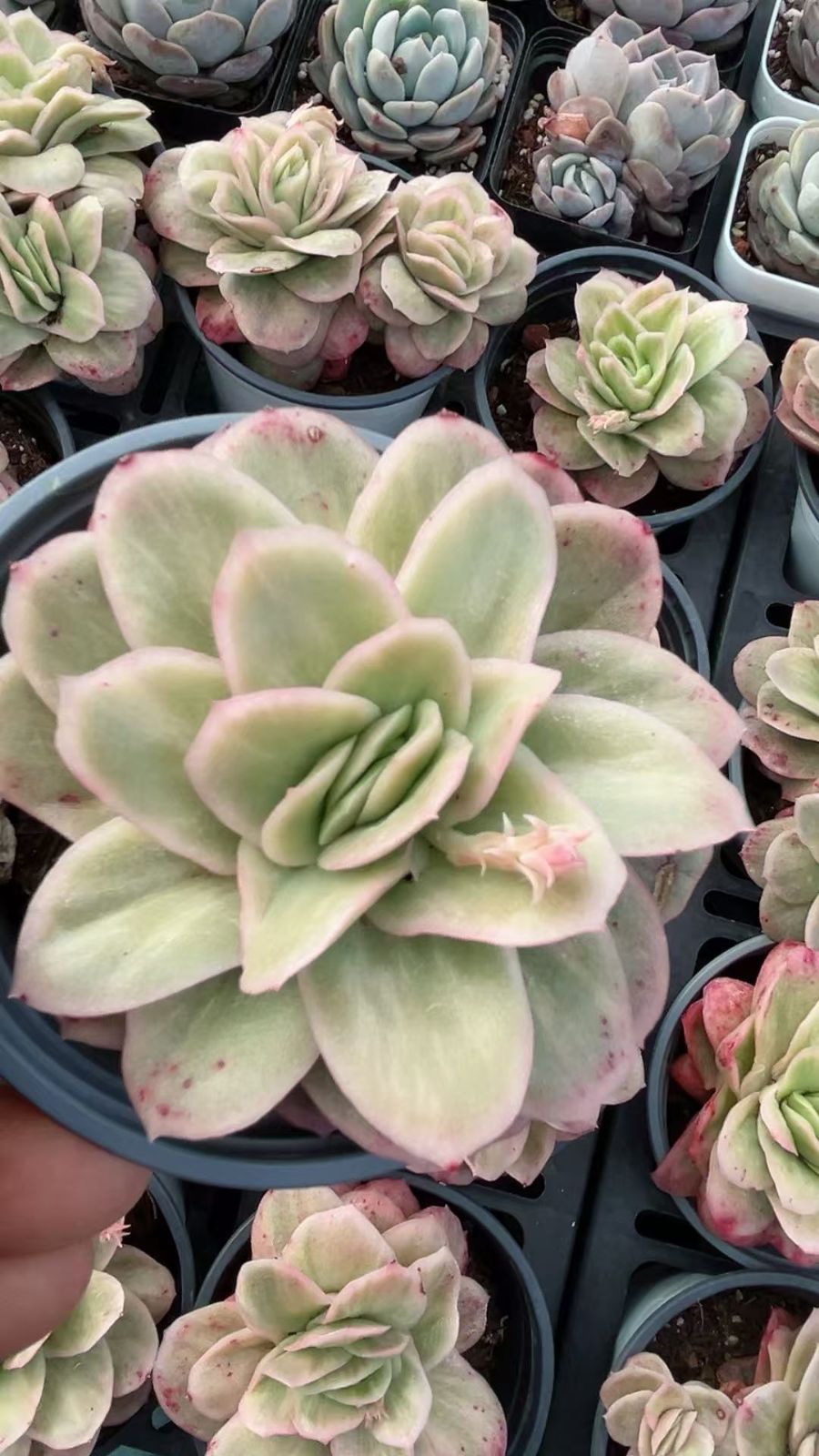 多肉植物 Z3393 アイスローズニシキ 18株 抜き苗 エケベリア セダム