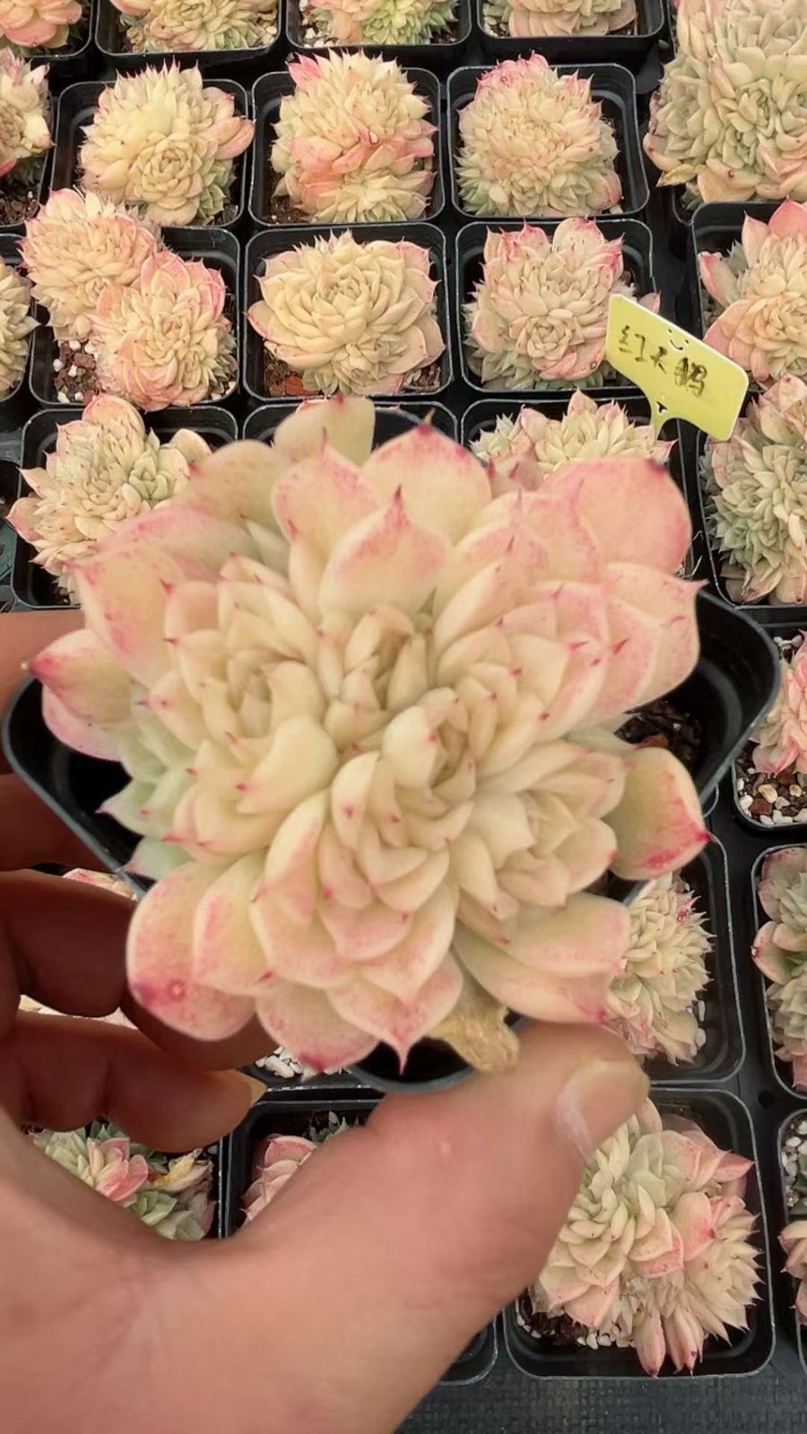 多肉植物 Z3400 レッドスワン 32株 抜き苗 エケベリア セダム